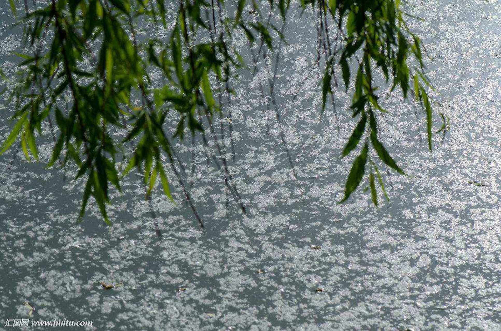 杨花漫天作雪飞的画面图片