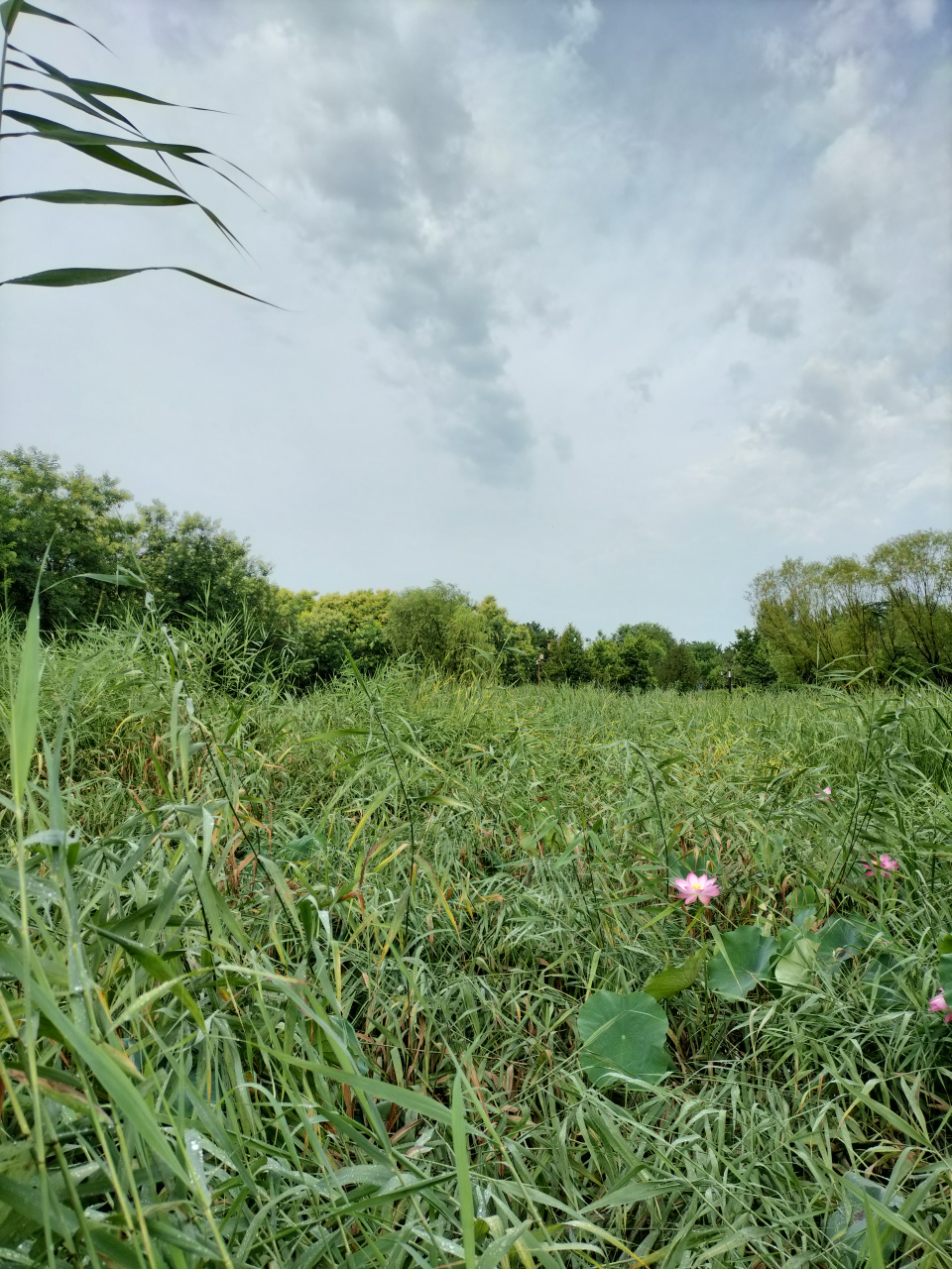 雨后点点荷花在芦苇丛中绽放.
