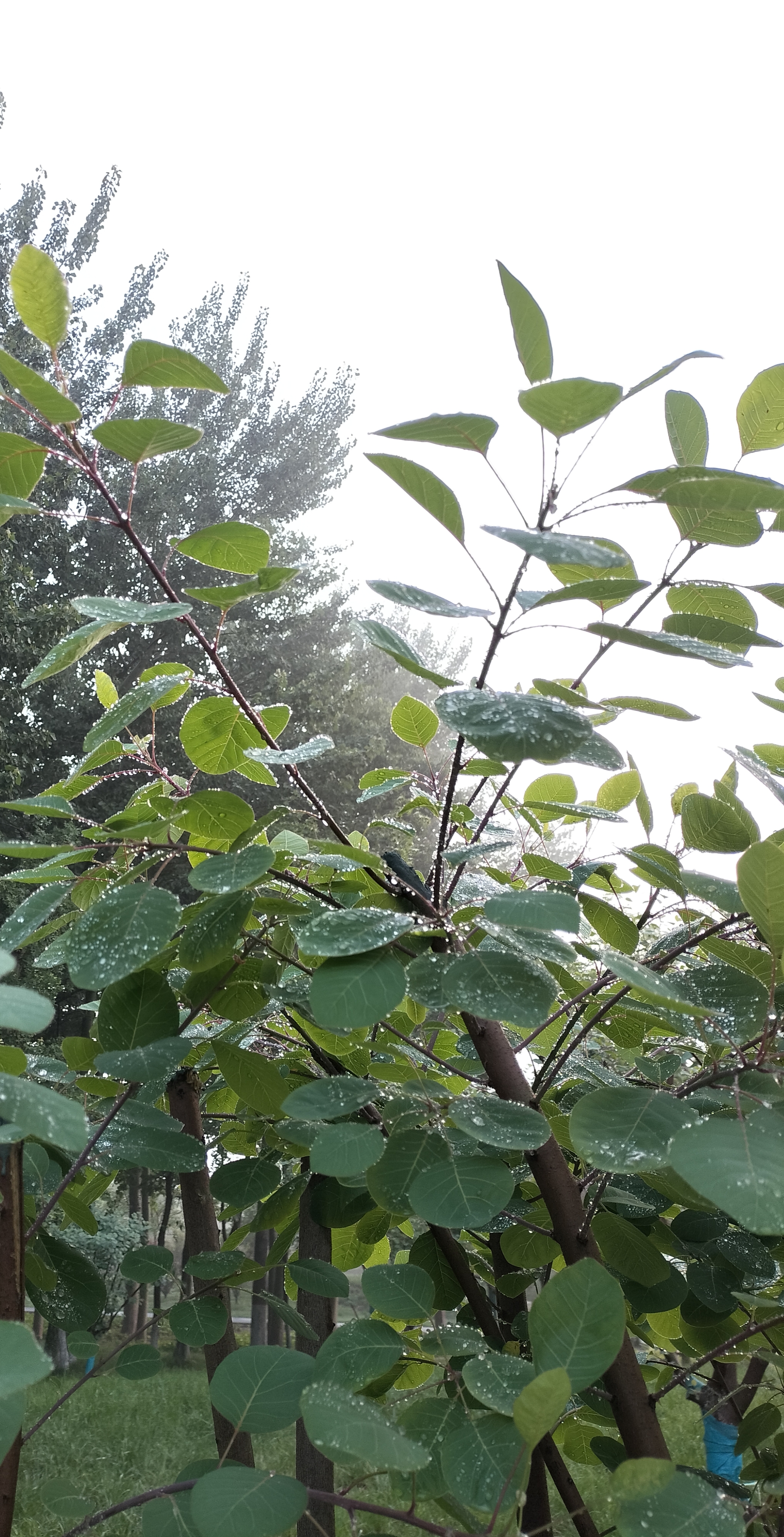 雨,溜达溜达,空气很清新花开的娇艳欲滴露珠挂在尖尖的叶子上晶莹剔透