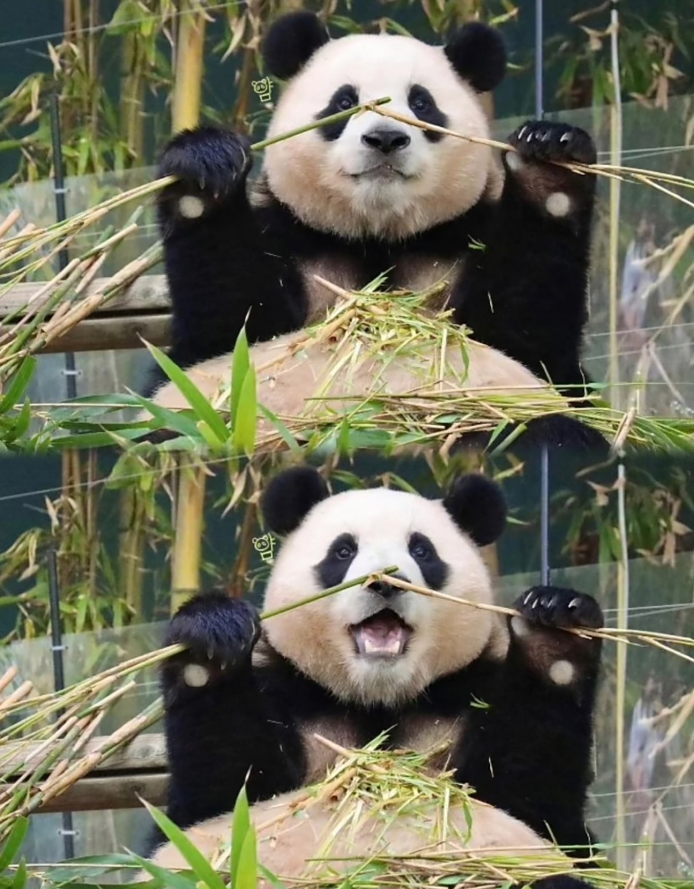 在爱中成长的福宝 清纯的眼神和开心的笑容是与生俱来的   在它小小的