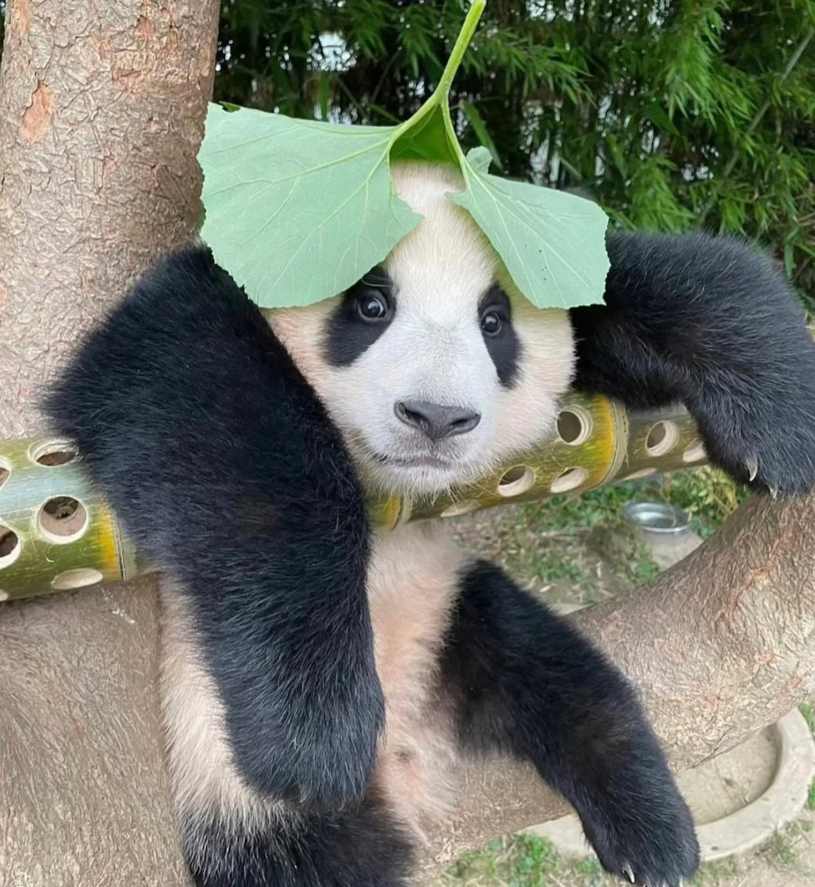 在爱中成长的福宝 清纯的眼神和开心的笑容是与生俱来的   在它小小的