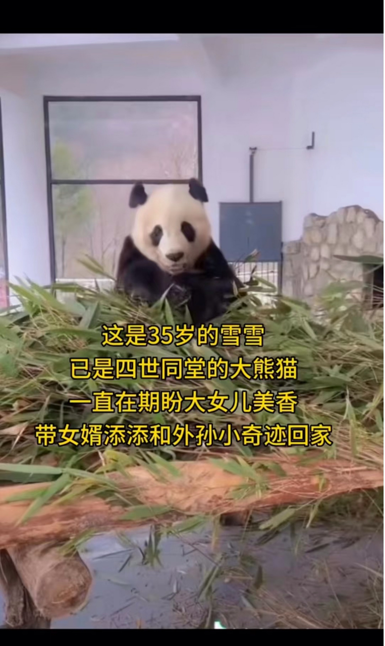 今天刷到了雪雪 美香的妈妈 美香一家还在国外受苦 尽管专家团队一再