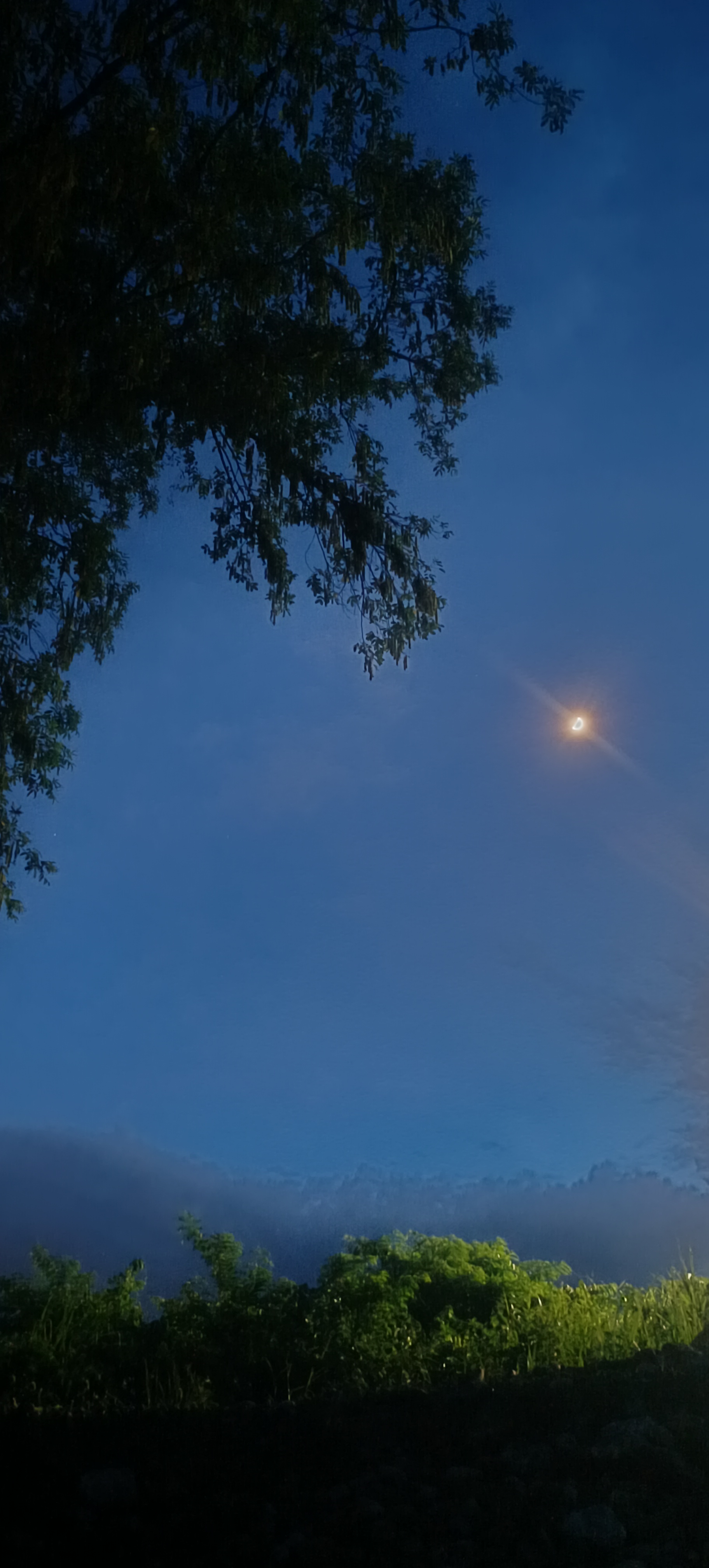 夜空中的月亮,透过树梢的轻抚,绿意盎然中,宁静致远.