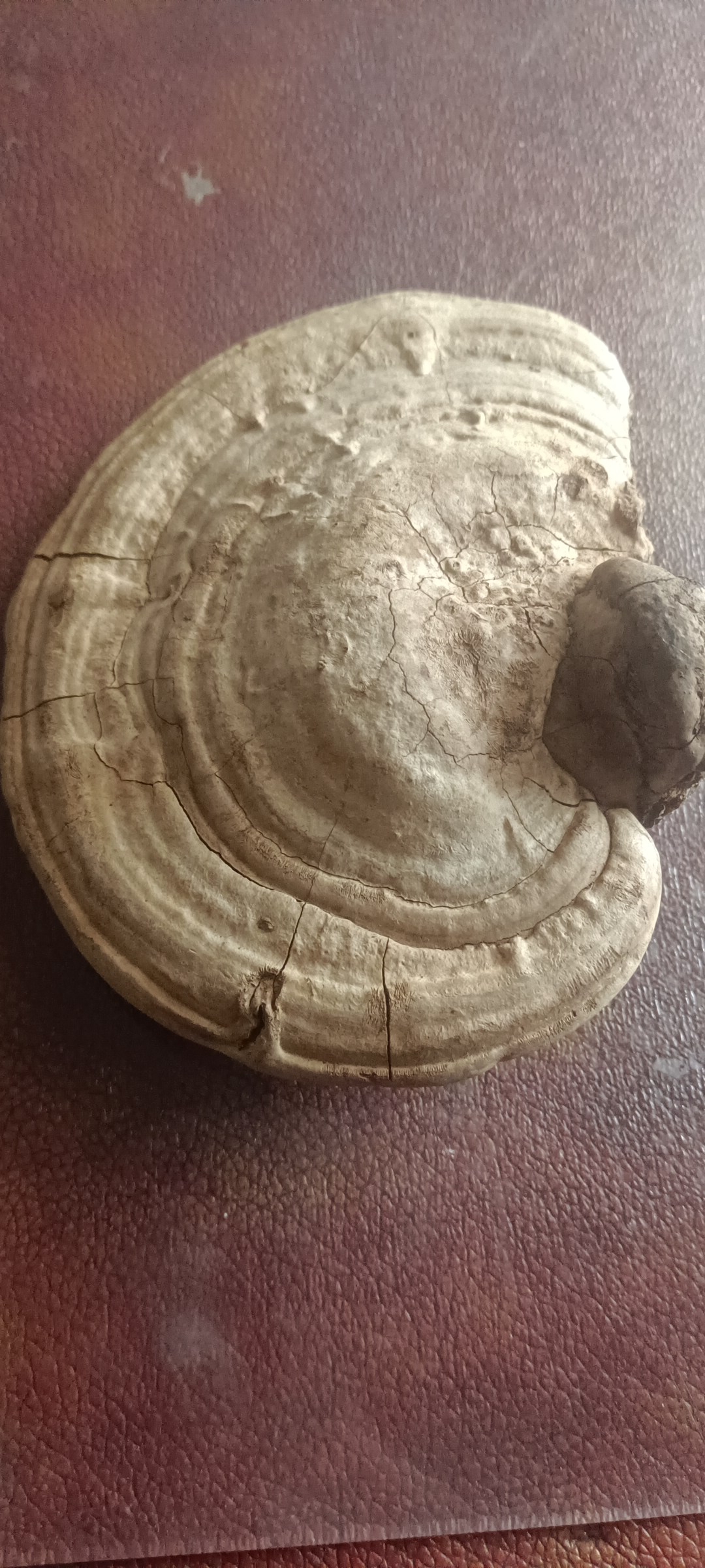 这是什么灵芝?求大神