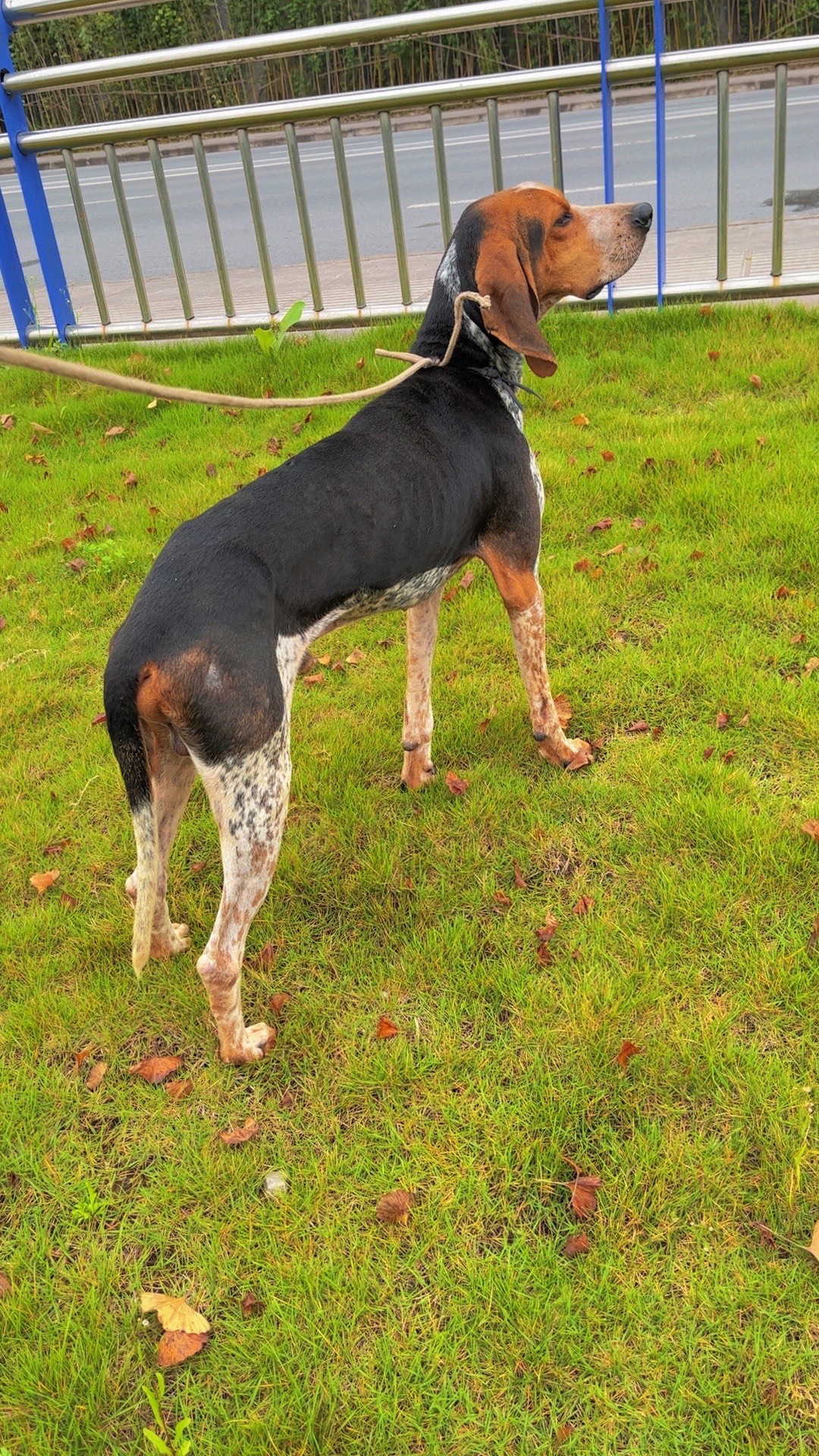 瑞德朋猎浣熊犬图片