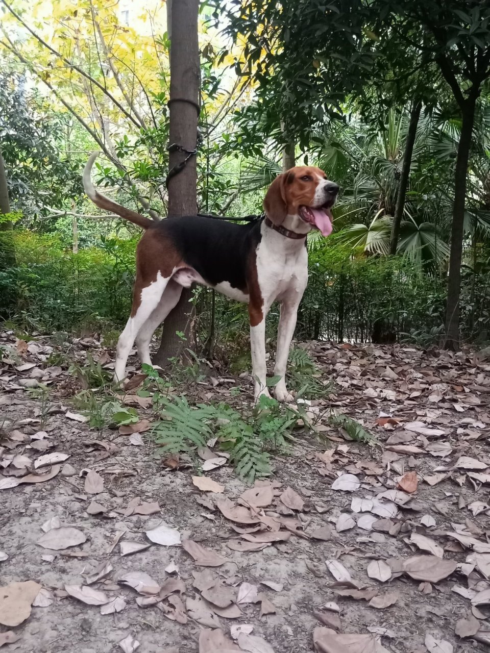 大耳朵沃克猎犬