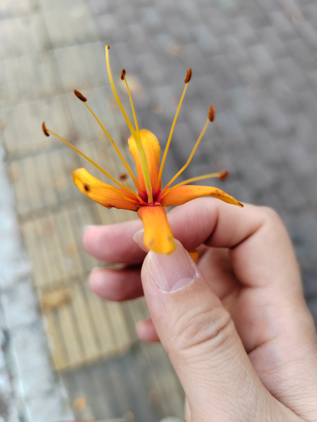 无忧花,每一朵都很精致