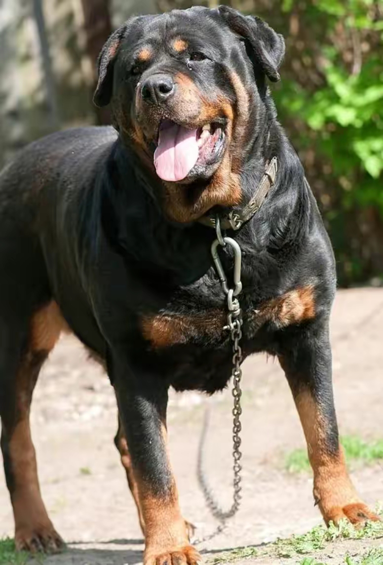 罗威纳犬是一种大型犬,体格粗壮,成年犬肩高为56～63cm,体重为38～59