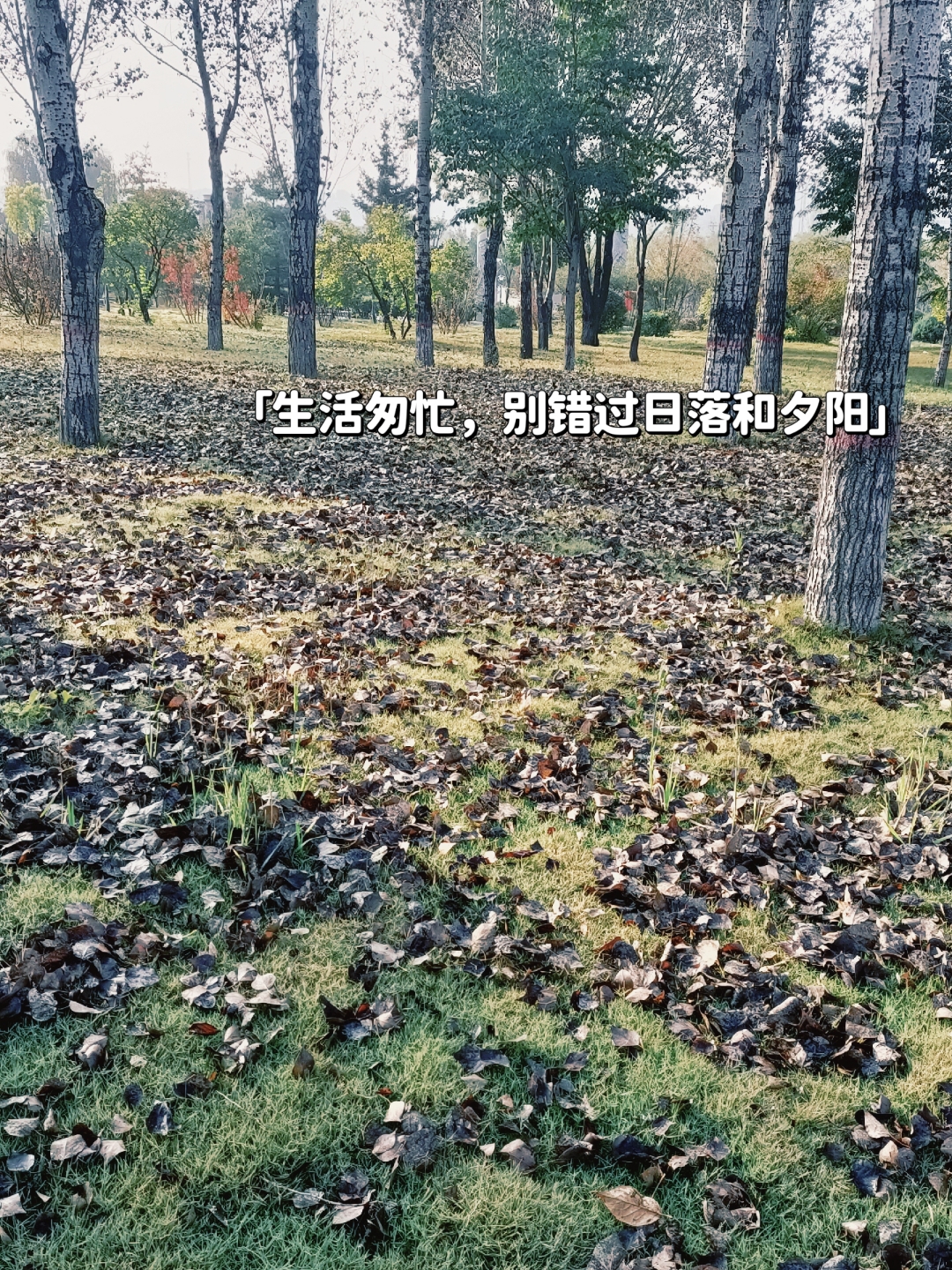 疾风扫落叶图片