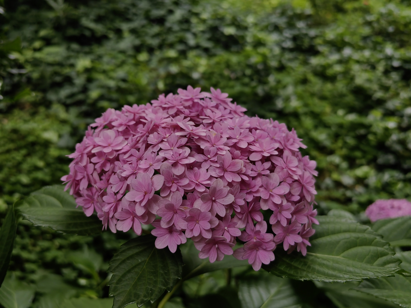 最近正是绣球的盛花期,各种品种的绣球竞相开放,花朵又大