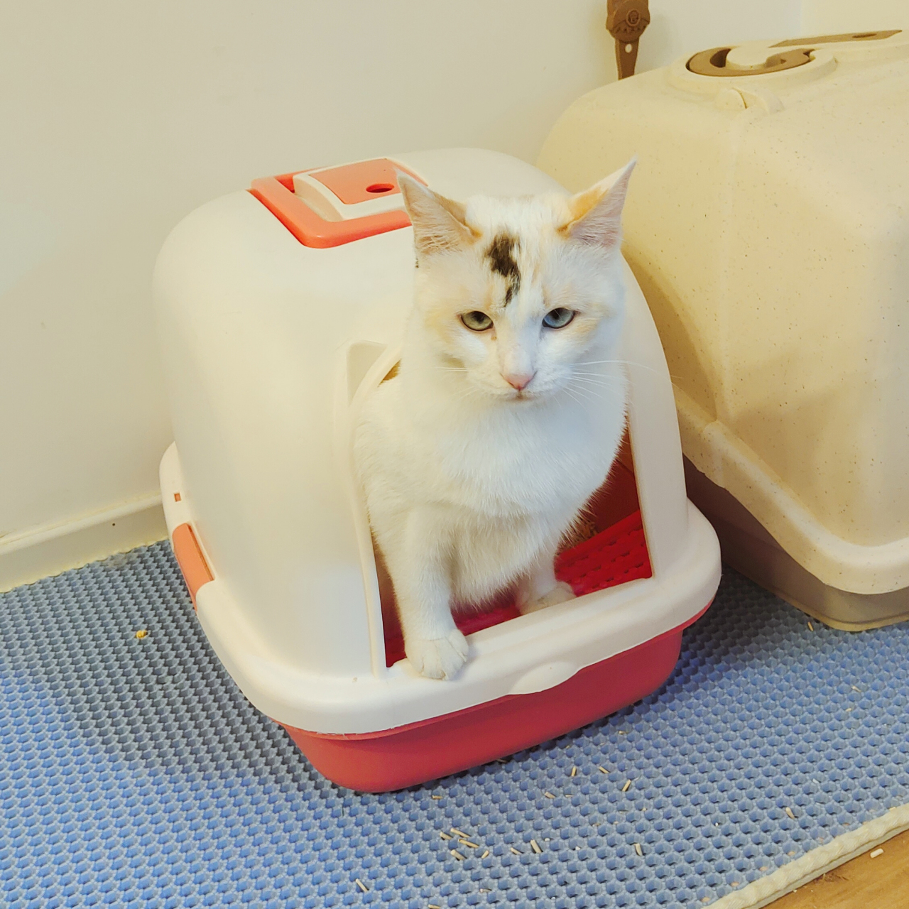 上厕所的小猫咪 小甜上厕所的时候表情太搞笑了,一脸严肃,正襟危坐