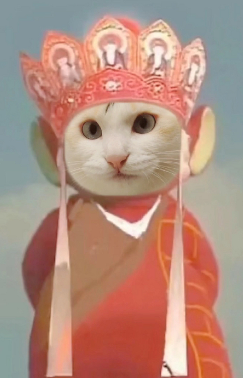 猫咪版唐僧 大壮和小甜穿上这身袈裟,还挺像那么回事儿,哈哈,好好笑啊