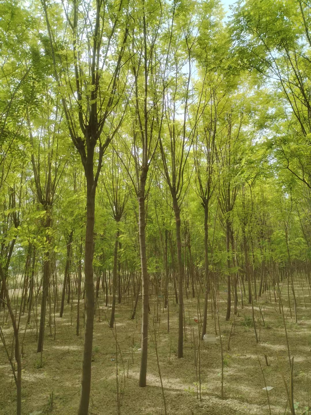 香花槐 株高可达12米,羽状复叶,叶椭圆形至卵长圆形