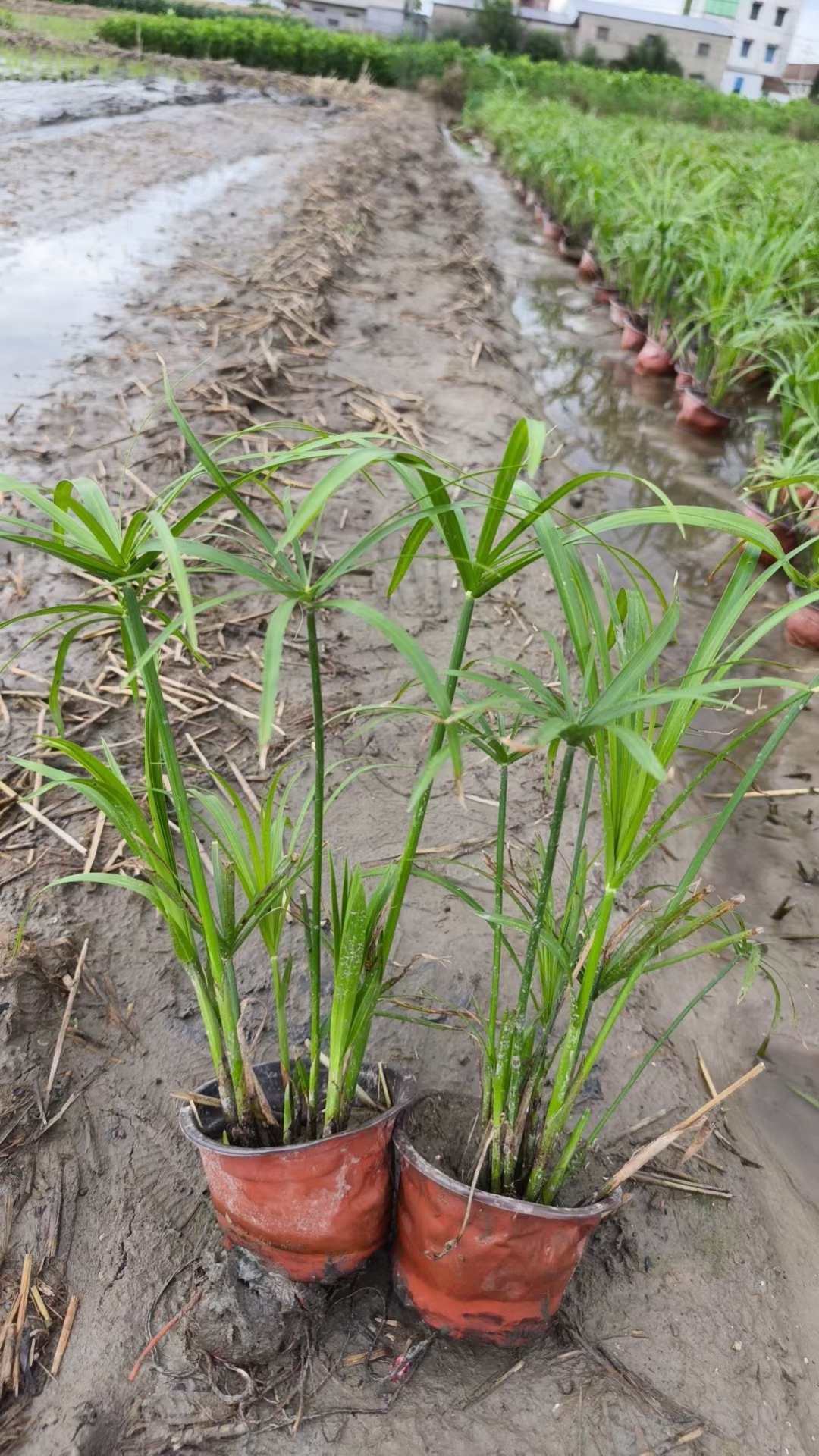 水生植物品种大全图片