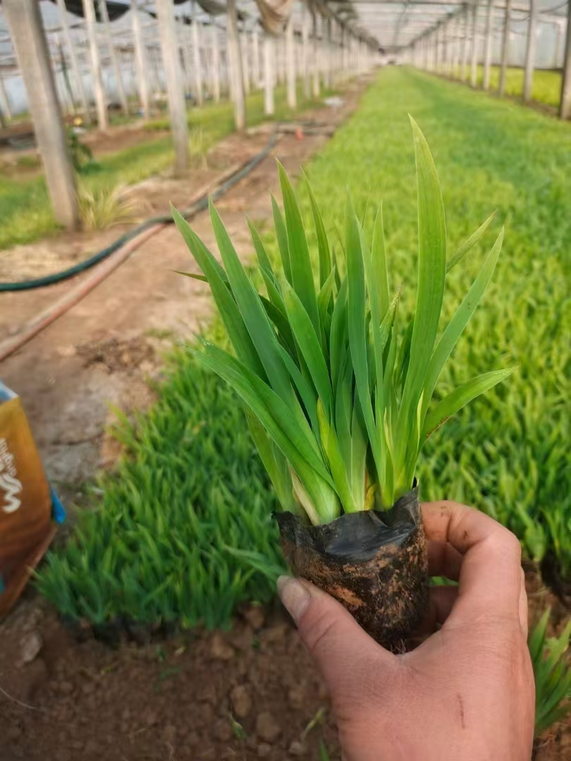 鸢尾又名蓝蝴蝶,紫蝴蝶,扁竹花等,多年生草本植物,分类归于鸢尾科鸢尾