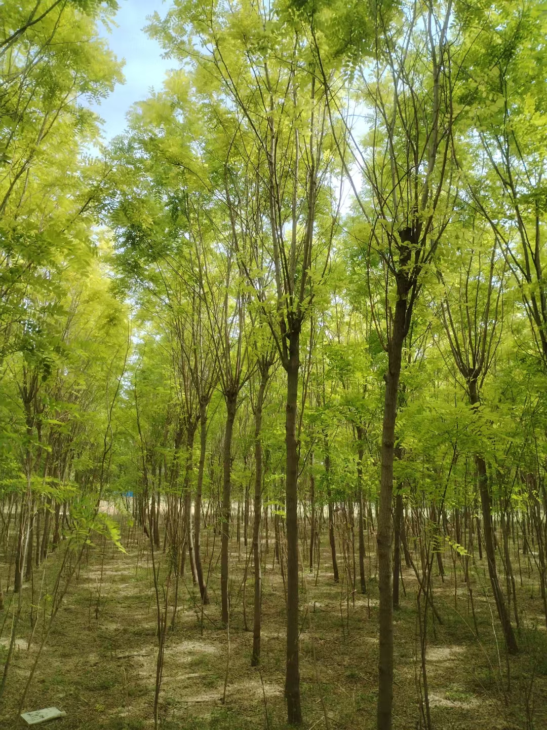 香花槐 是豆科,刺槐的栽培变种,落叶乔木.别称:富贵树. 原产西班牙