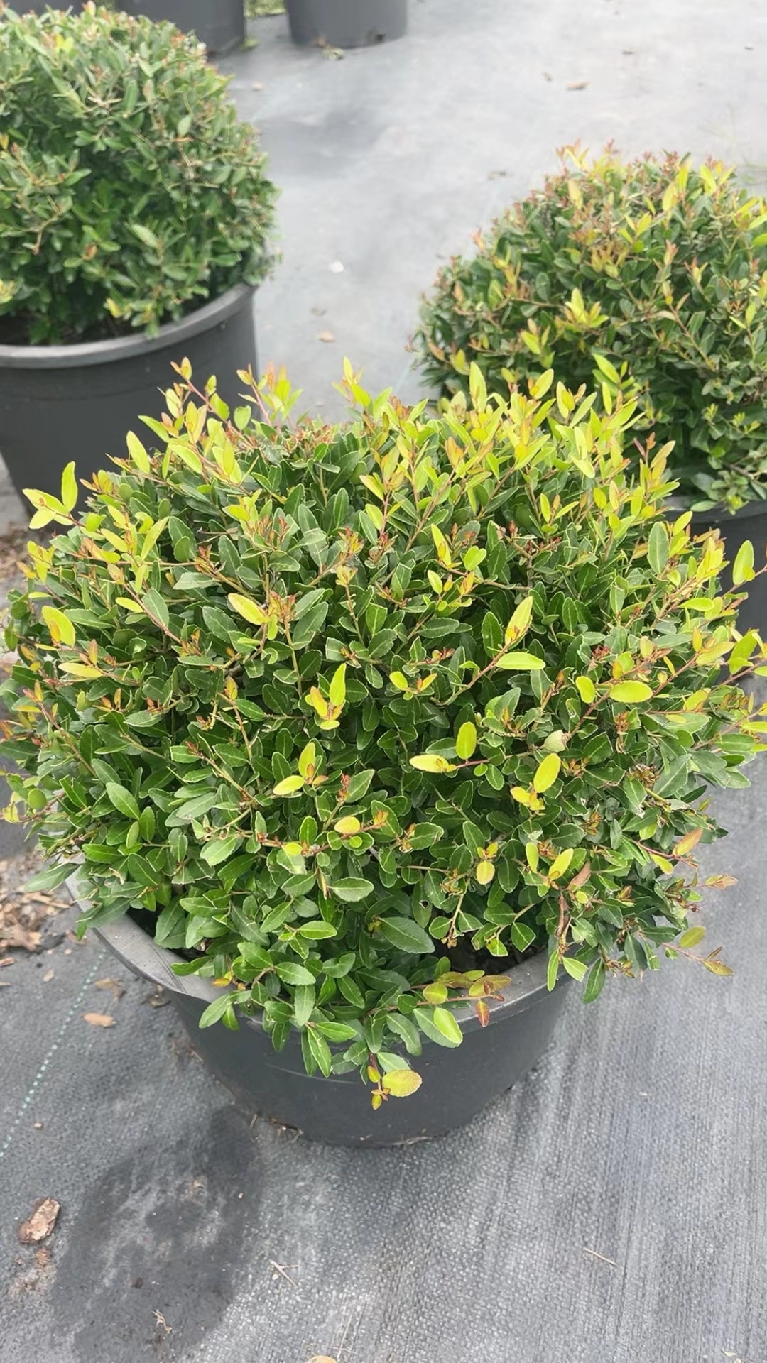 冬青先令,5加仑杯!一排排整齐的盆栽,绿意盎然,生机勃勃.