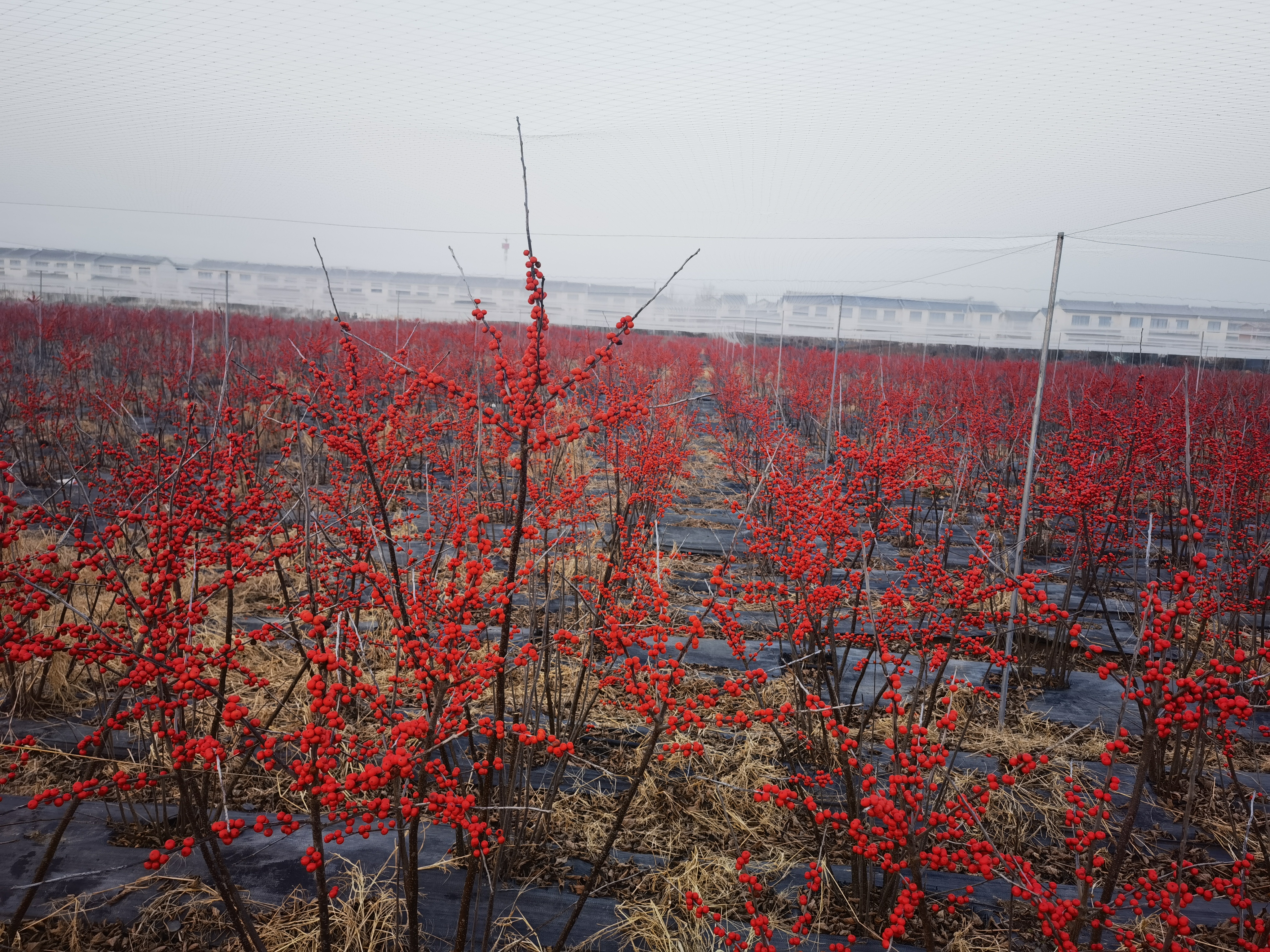 菏泽北美冬青园艺(北美冬青苗木繁育基地)