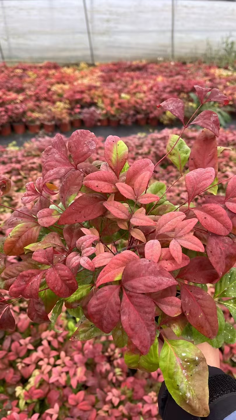 三回羽状复叶的植物图片