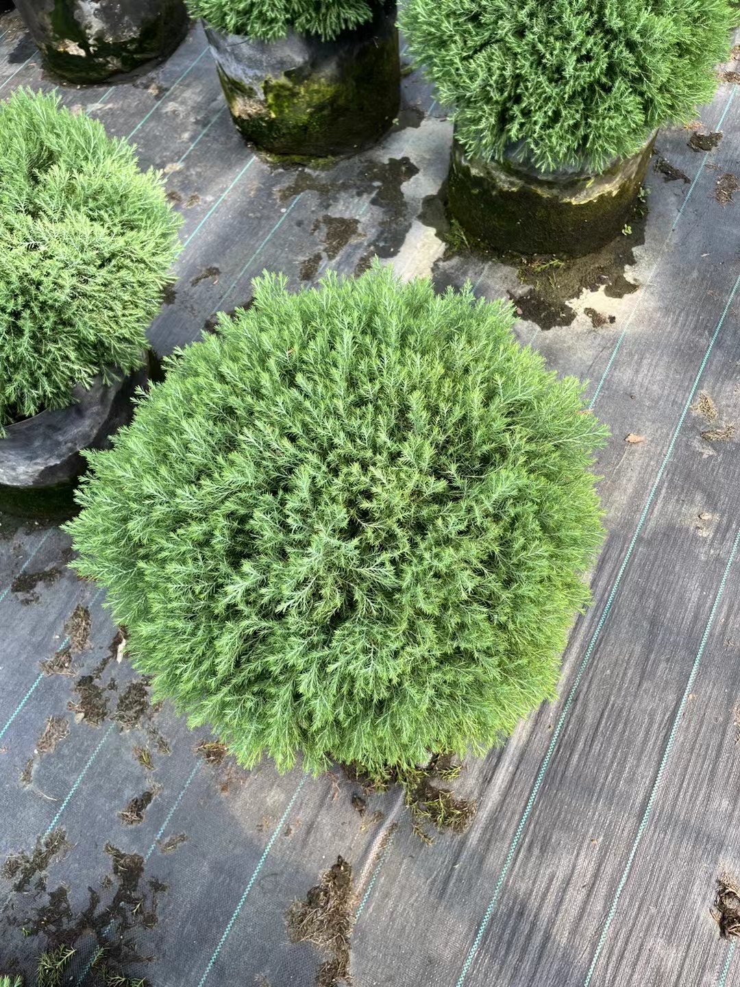 皮球柏,容器苗,2-5加仑,花镜首选,打造高档庭院新宠!