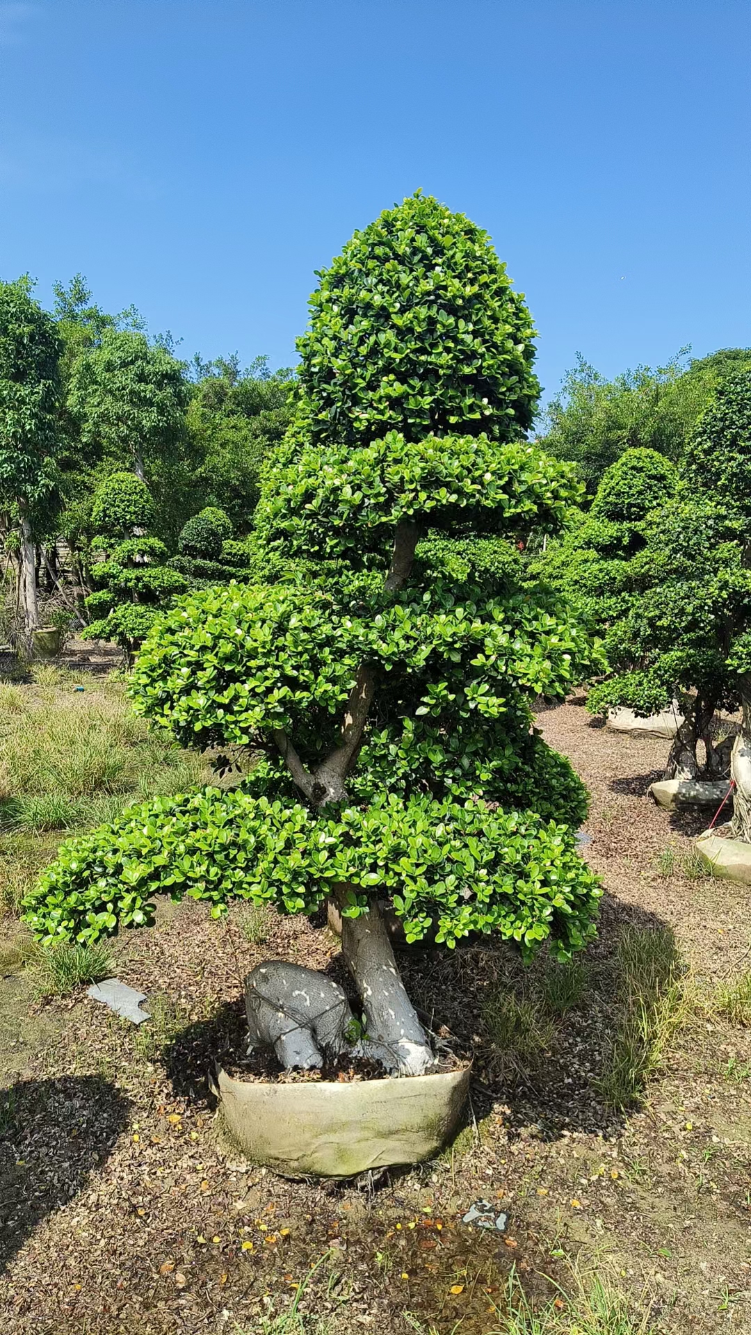 造型小叶榕# #造型造型榕树古树图片盆景小叶榕老桩盆栽
