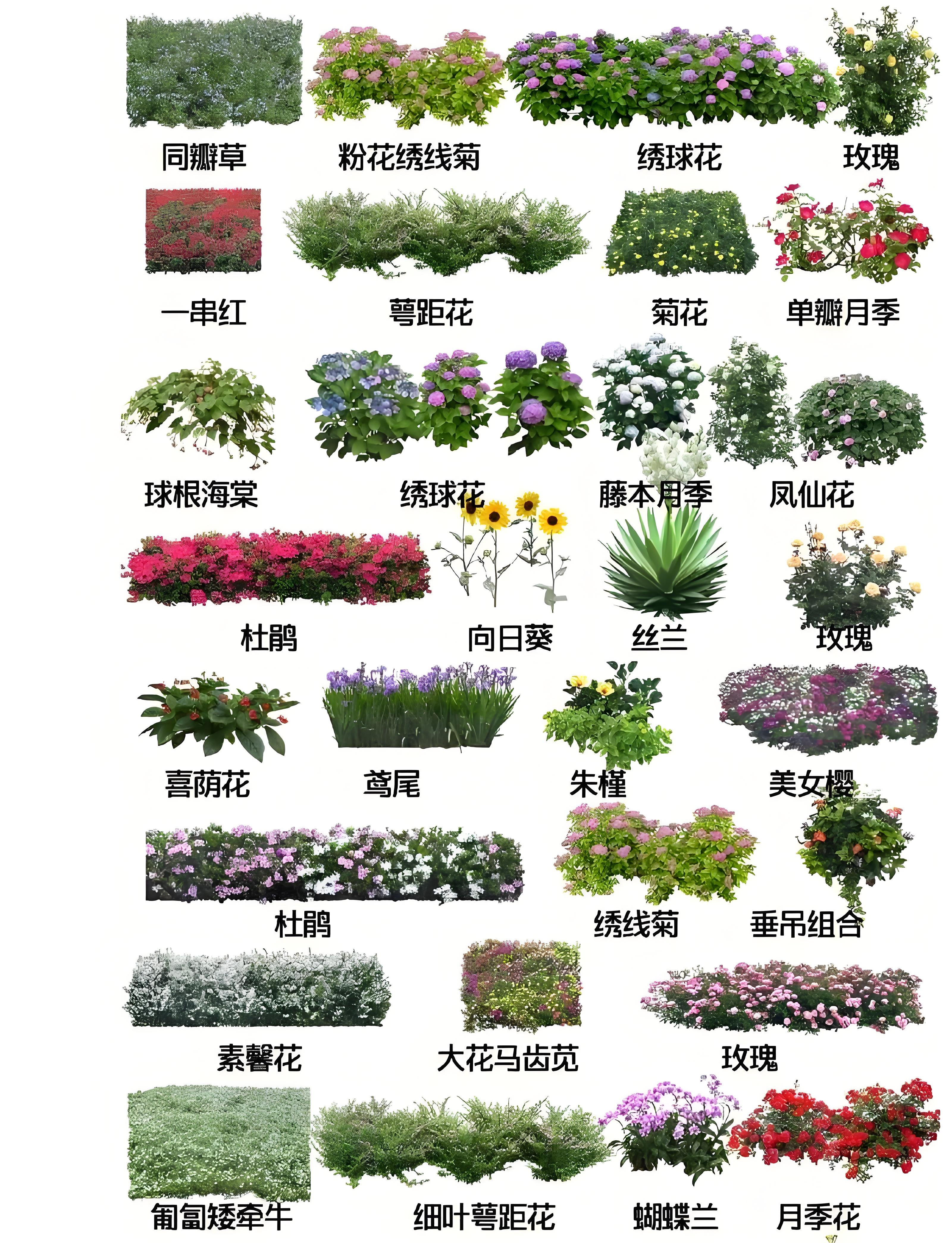 花草的种类大全及图片图片