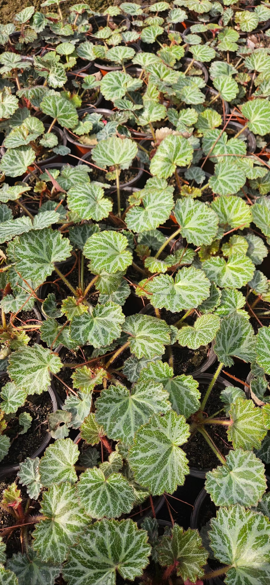 虎耳草,虎耳草科虎耳草属多年生草本植物,又名石荷叶,金线吊芙蓉