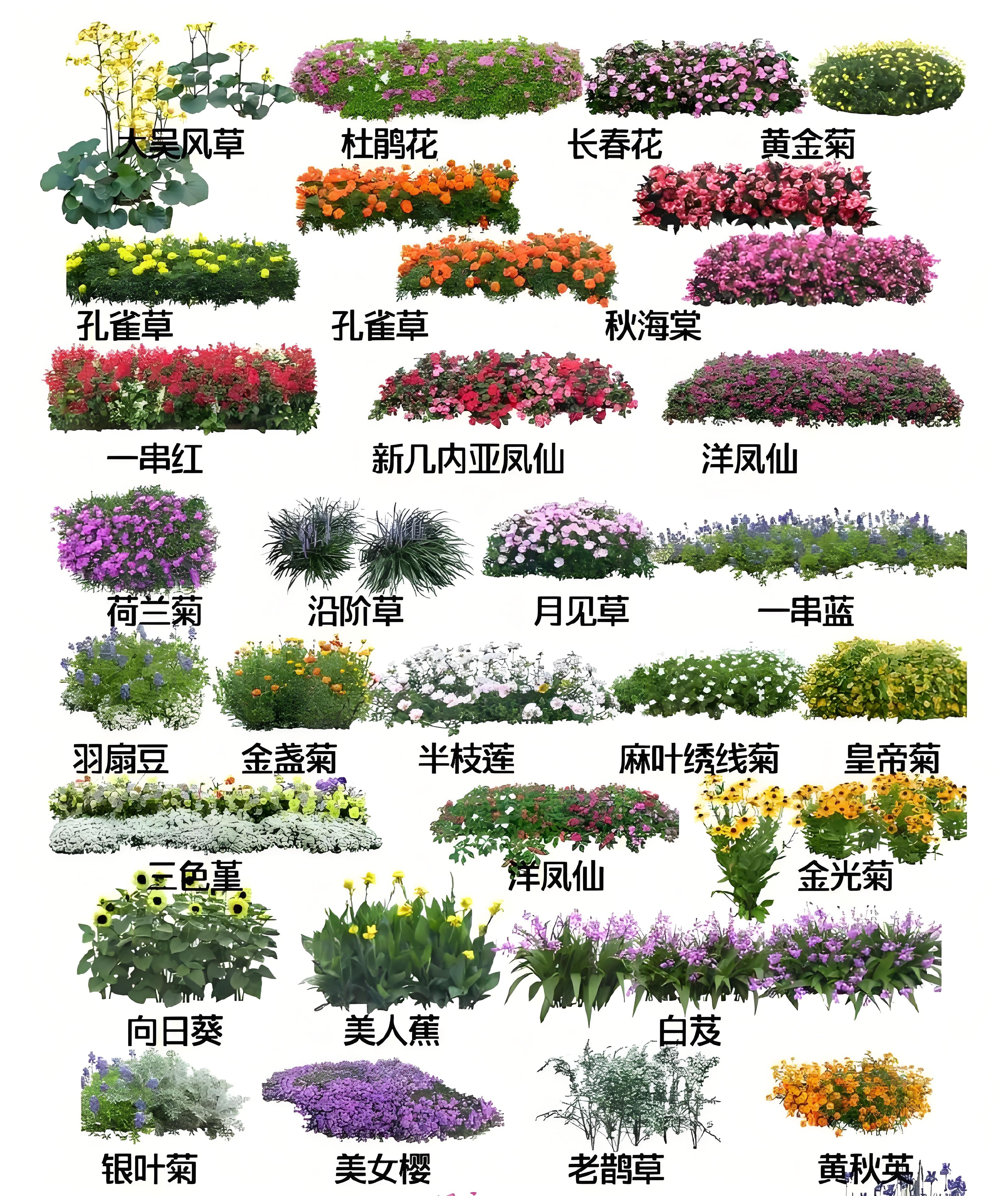 花草的种类大全及图片图片