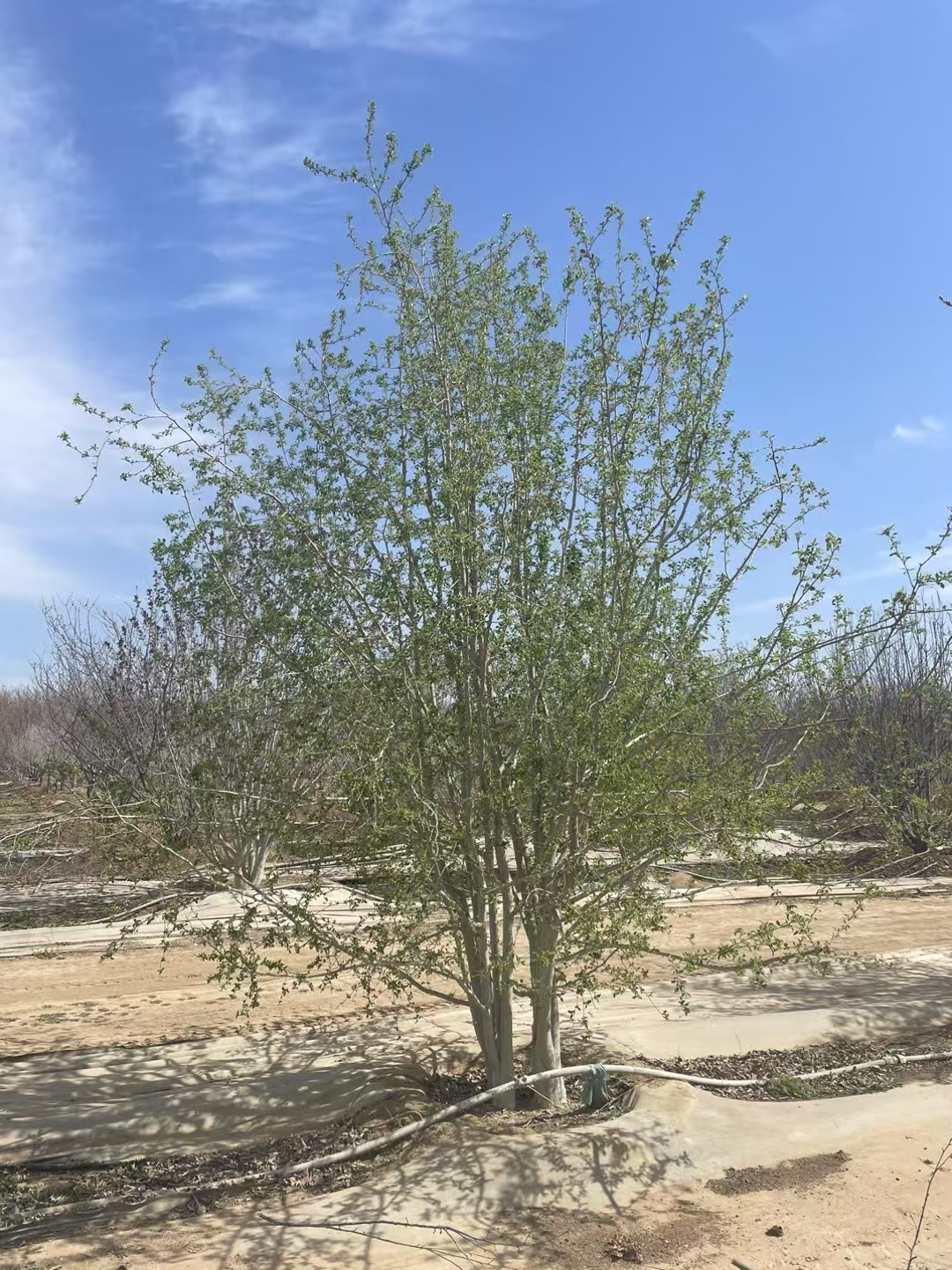 丛生山丁子,山林间的守望者.它们扎根于大地,枝叶交错,抱团抵御风雨