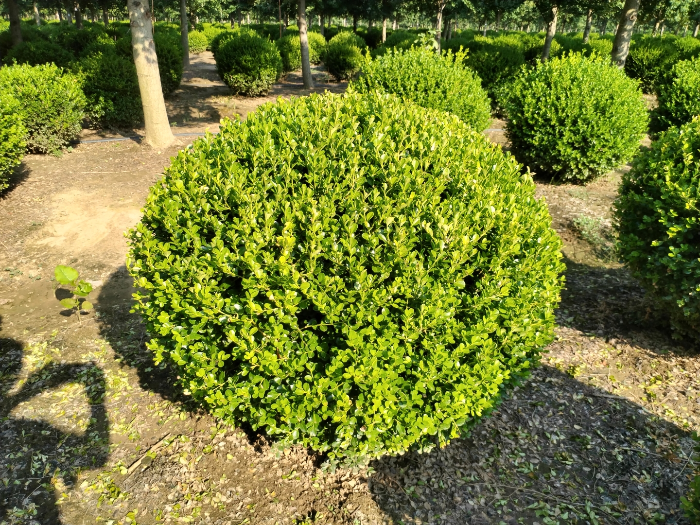 瓜子黄杨,即小叶黄杨,其球类目前市场以毛球居多,净球在市场比较少见