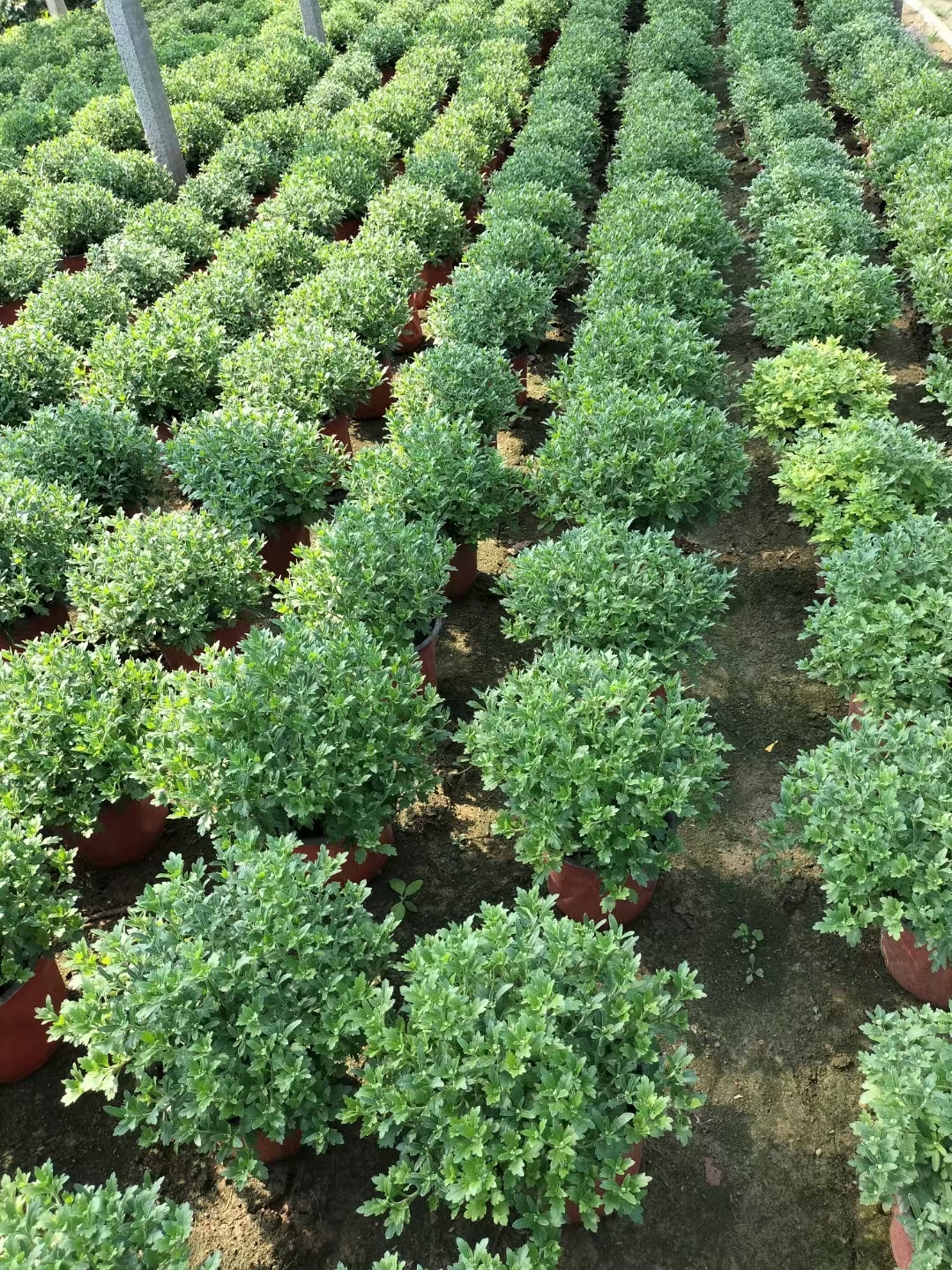 花序侧生,扁球形球菊图片地栽球菊图片球茎草本植物正黄色的球菊品种