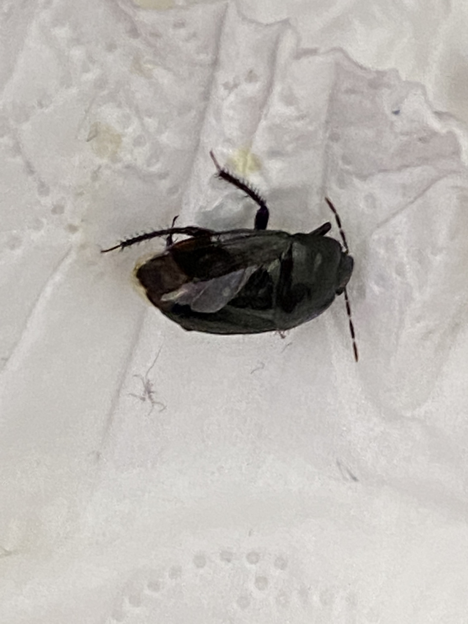 请问这是恙虫或者蜱虫吗