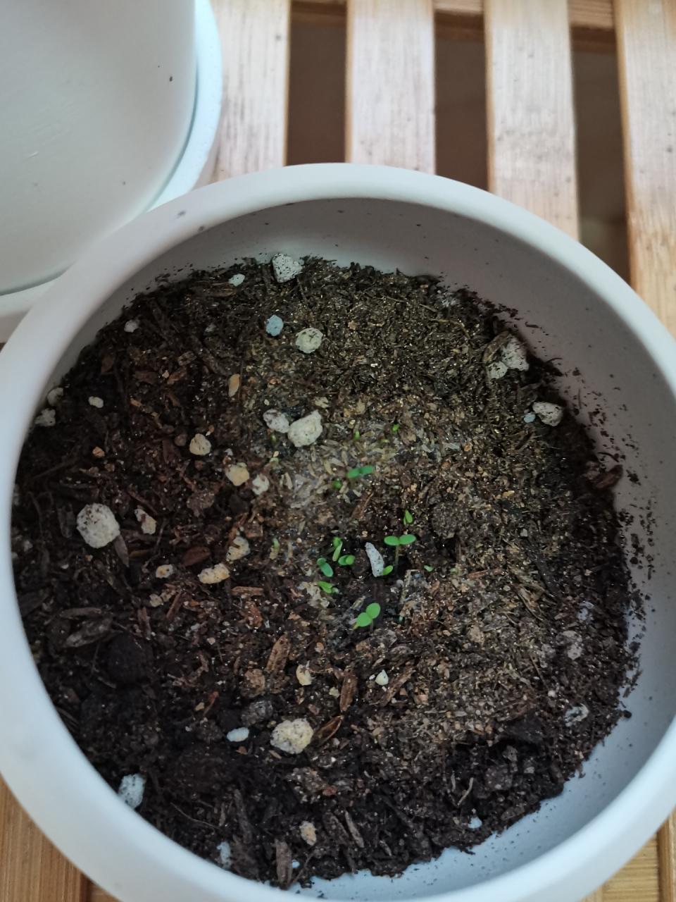 种的四叶草发芽了