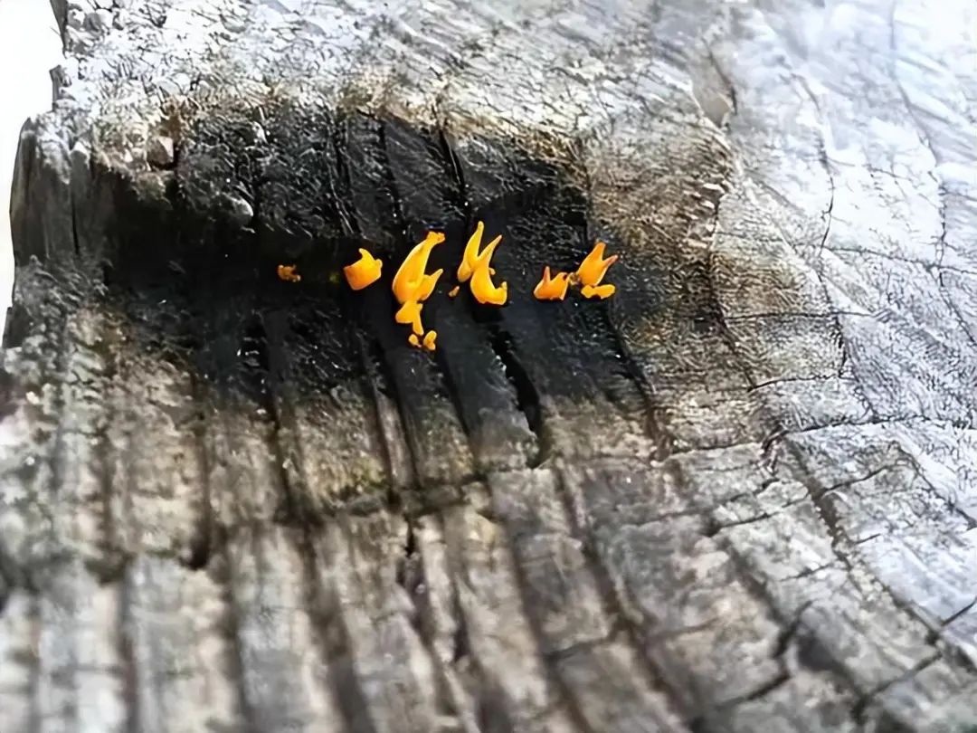 不仅菌体长得像火苗,连其生长的周边都像被火烧过一样发黑