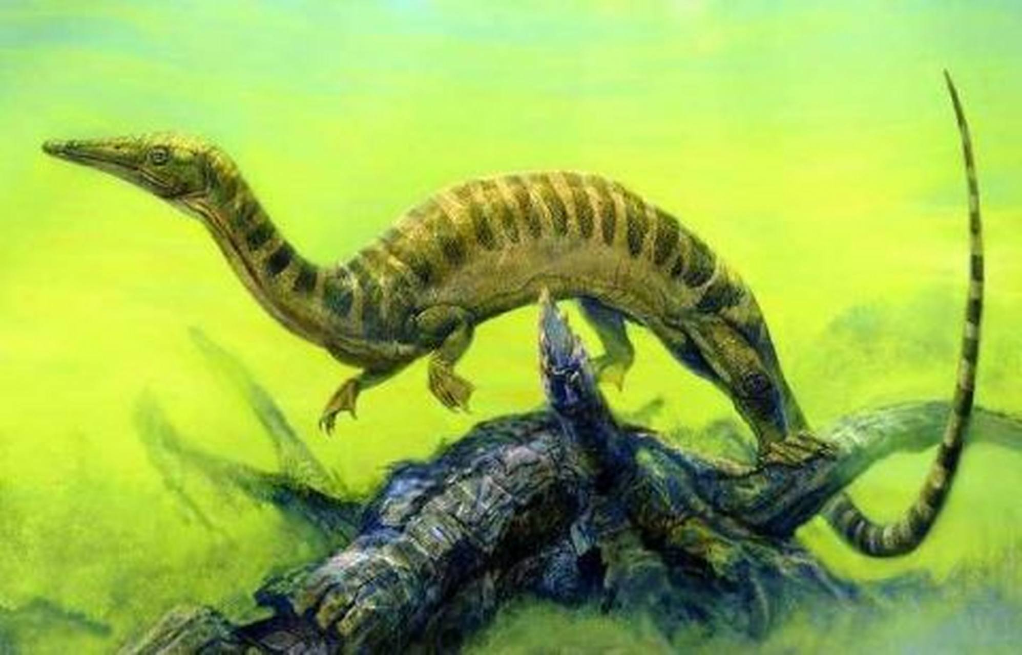 生活低调的安顺龙     一只安顺龙踏着倒入水中的枯树干,欣赏周围的