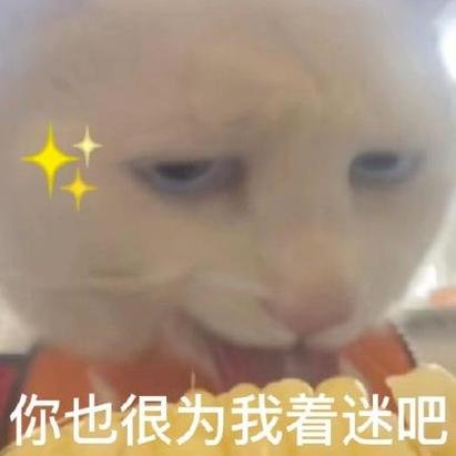 猥琐猫表情包小版图片