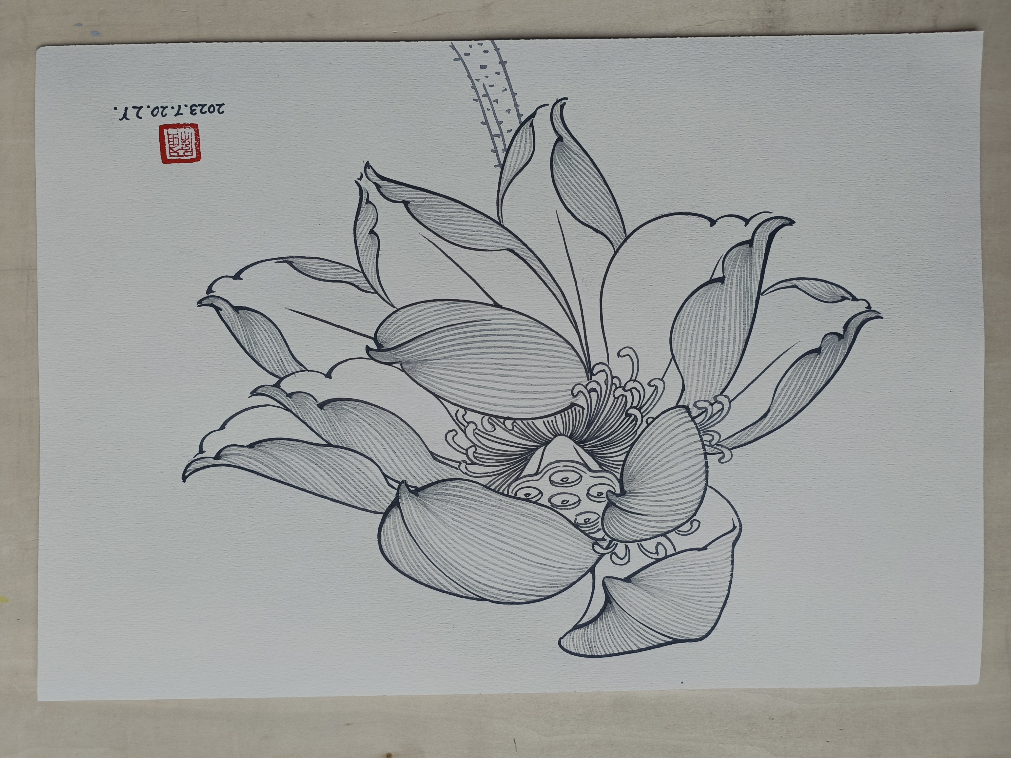 荷花的白描图片