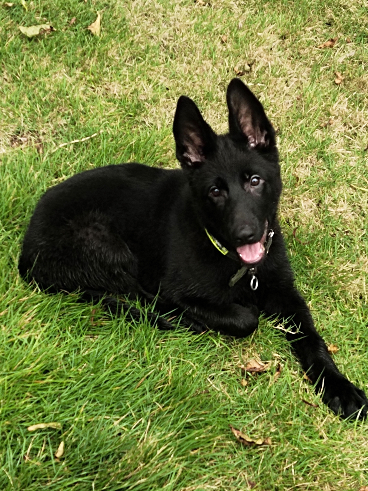 雙血統純黑小東德牧羊犬