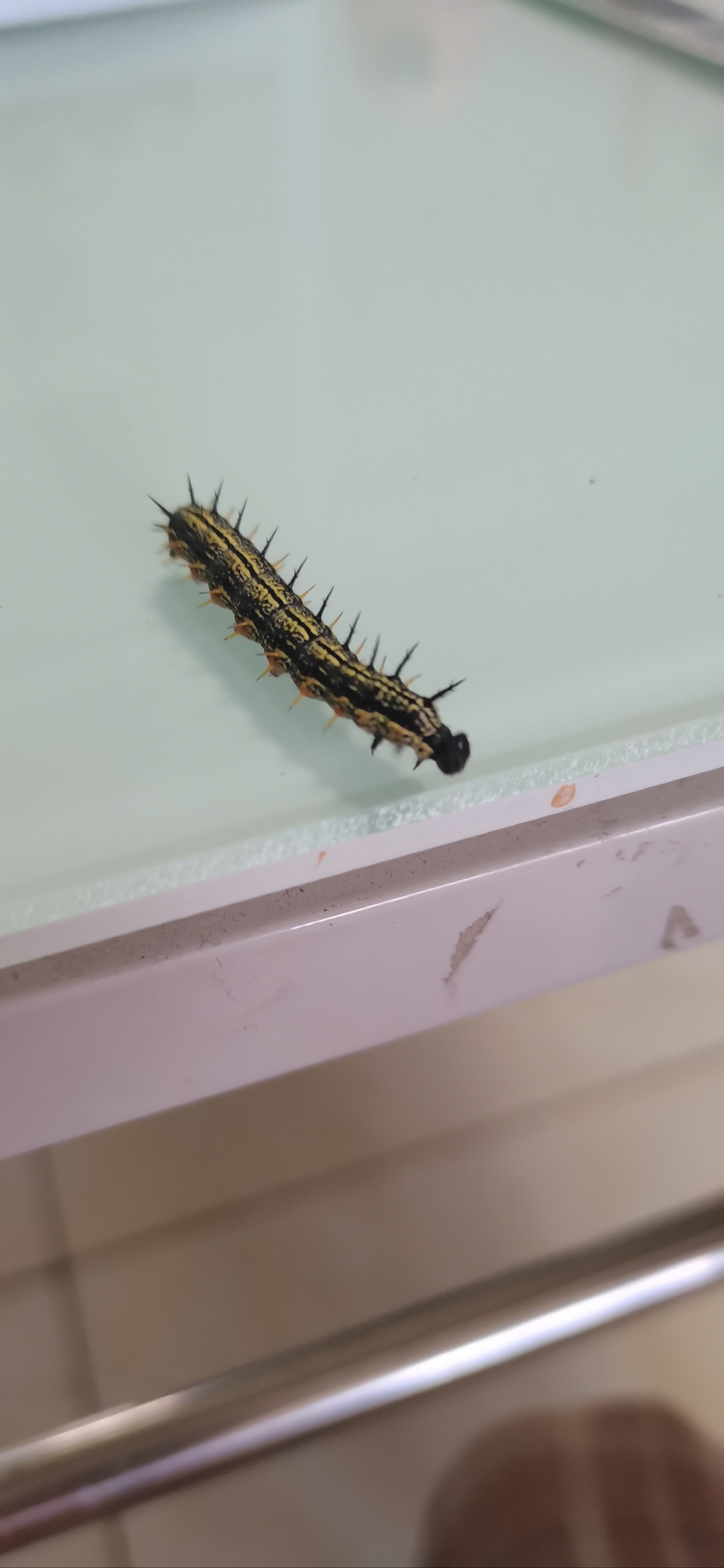 有人知道这是什么蝶的幼虫吗🤔