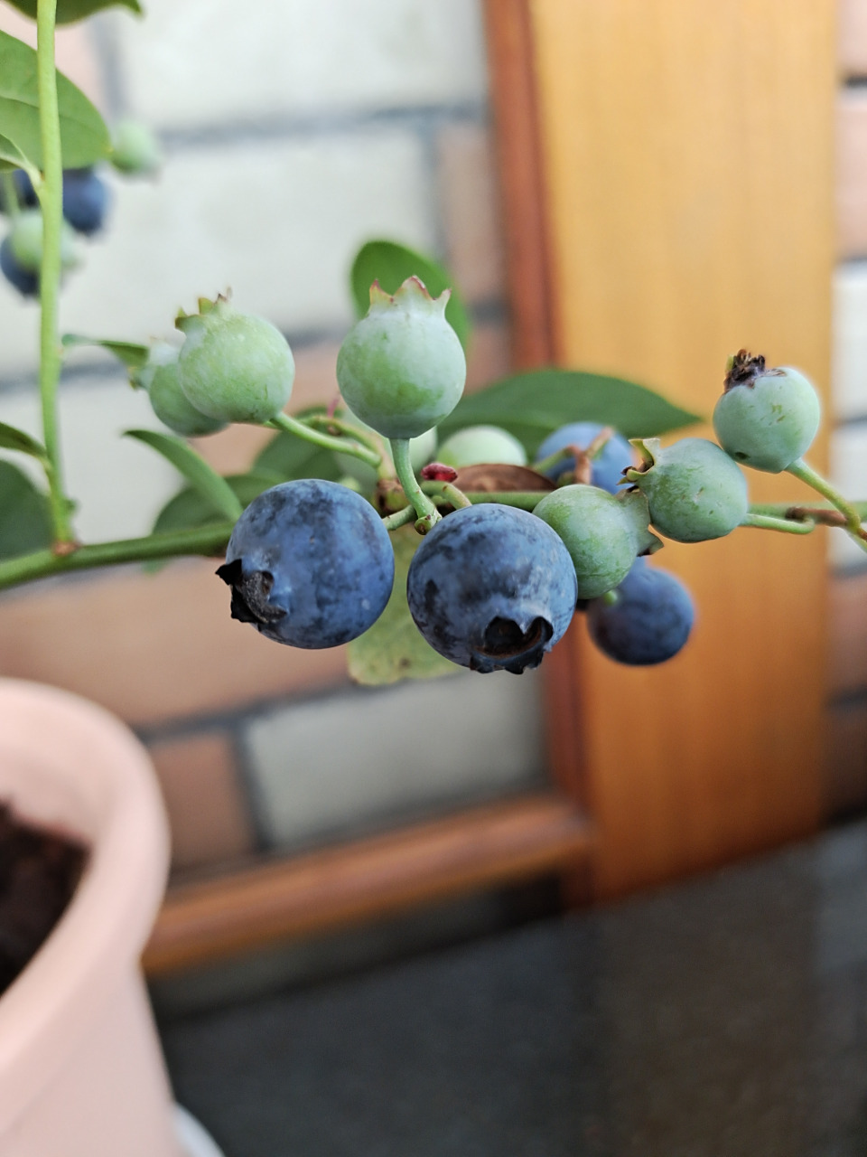 天后,这个品种的蓝莓,果子中等,软糯清香.