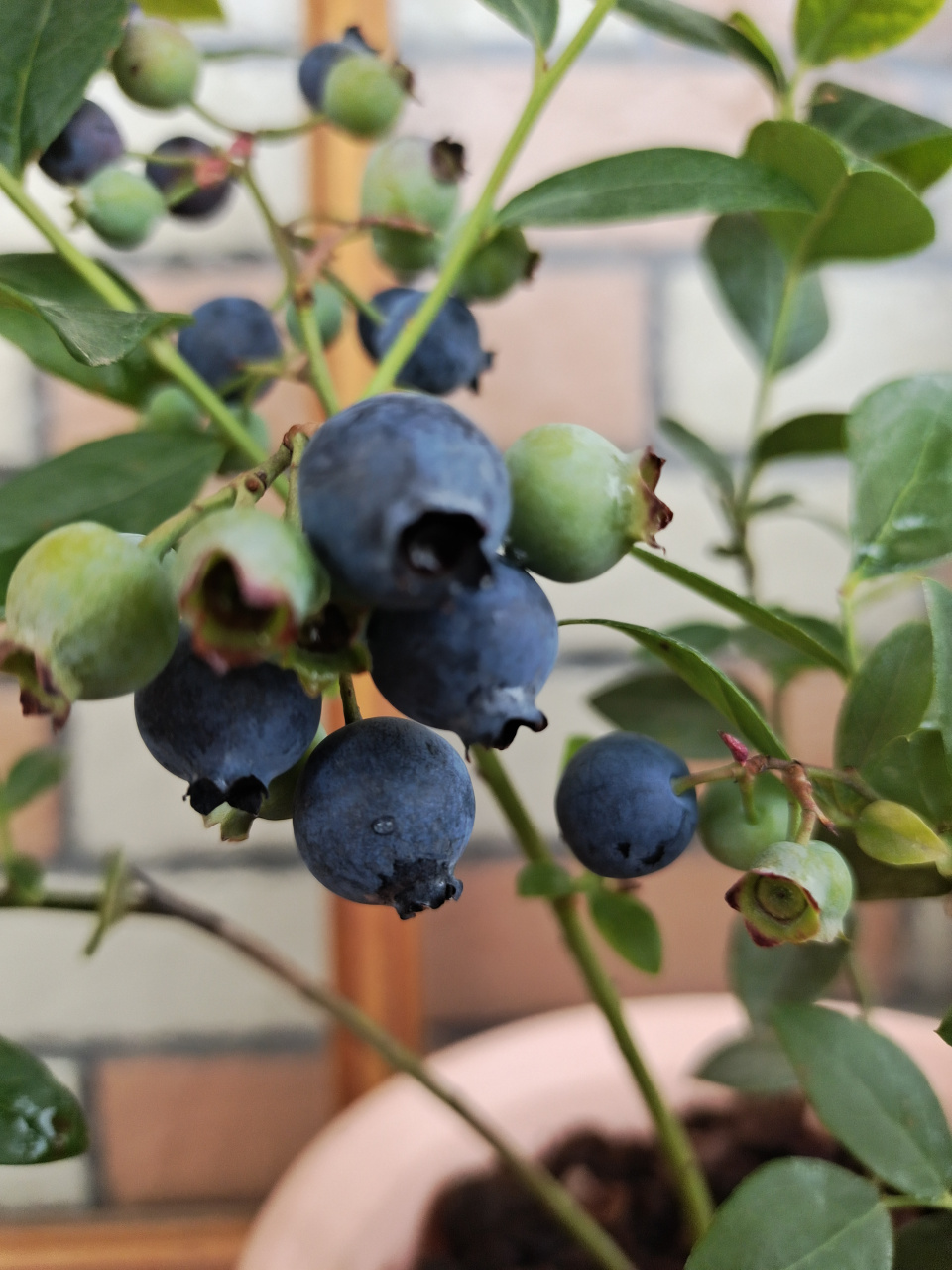 天后生命力强,易于成活,每年需冷量200小时,建议