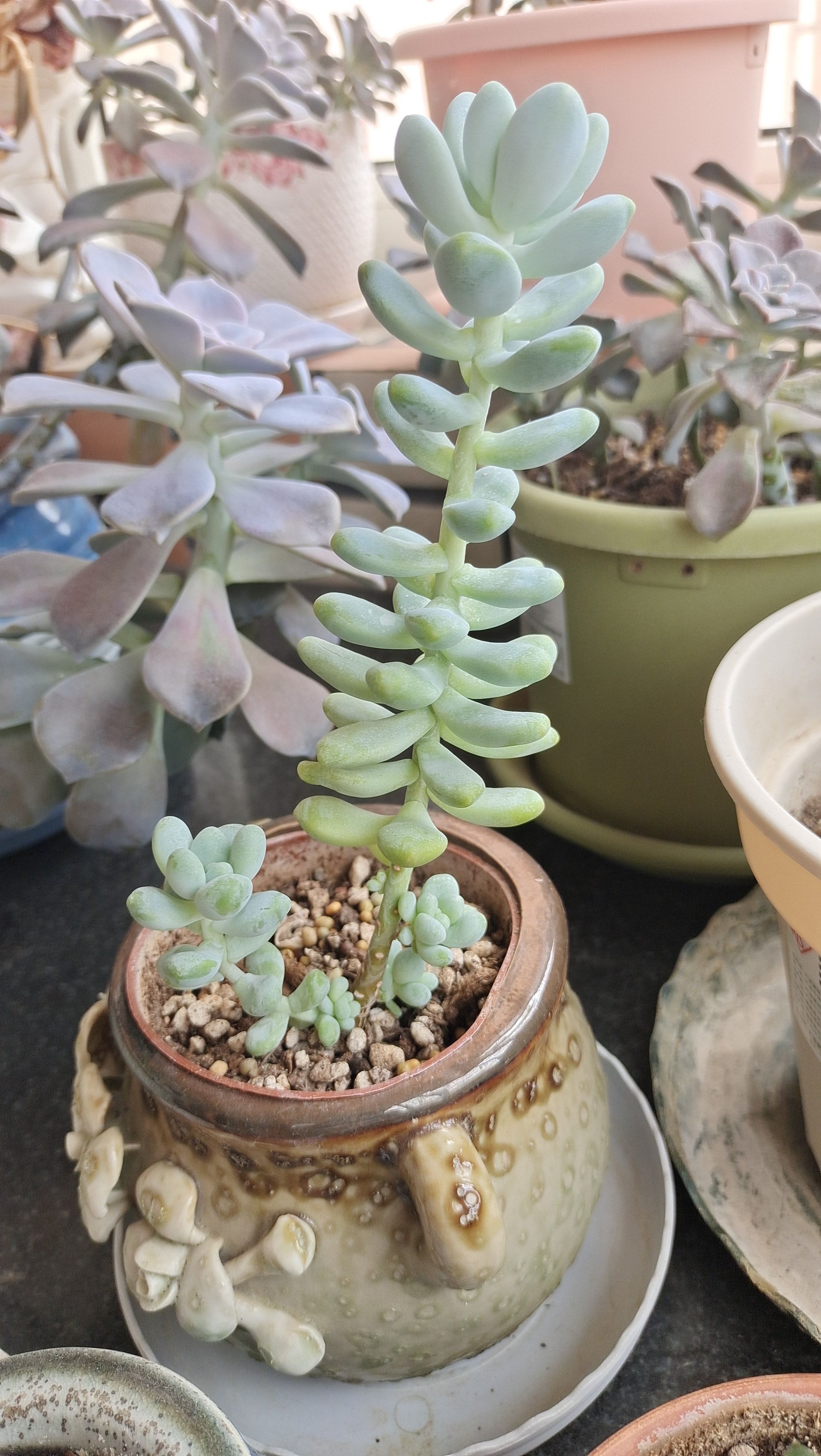 天使之泪多肉的繁殖技巧 天使之泪是一种比较难养的多肉植物