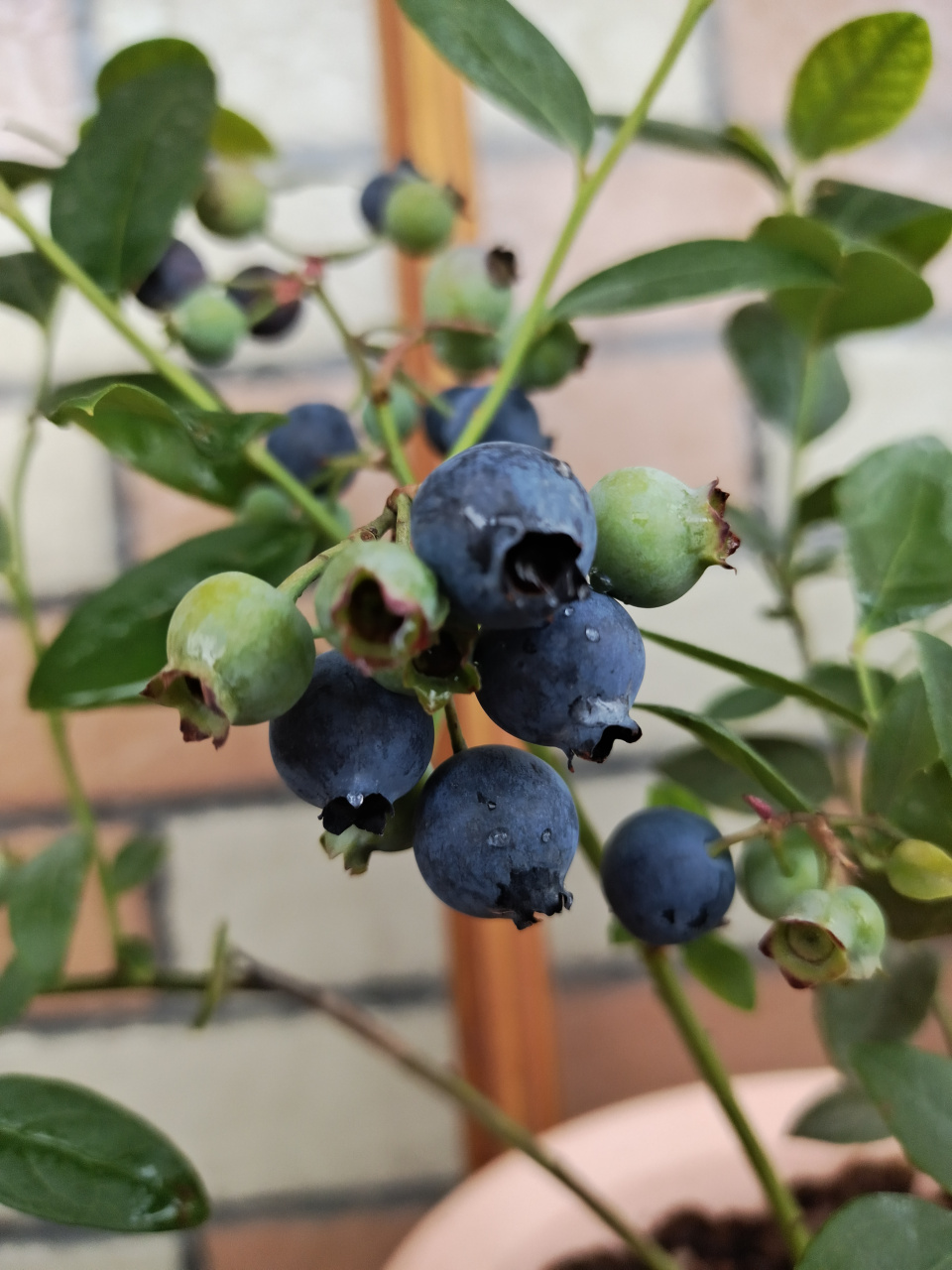 天后,这个品种的蓝莓,果子中等,软糯清香.