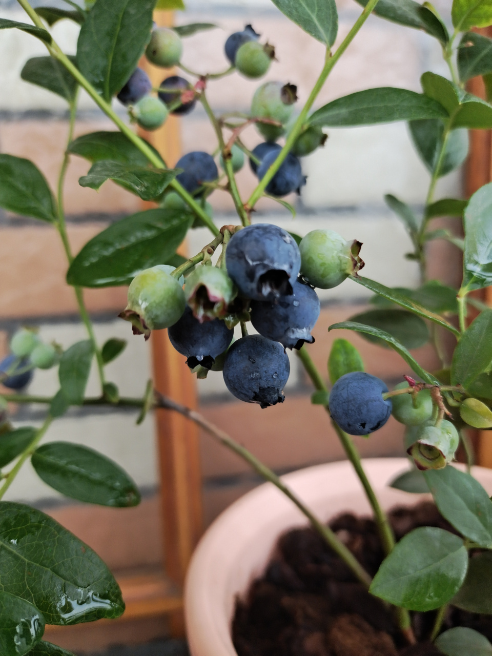 天后,这个品种的蓝莓,果子中等,软糯清香.