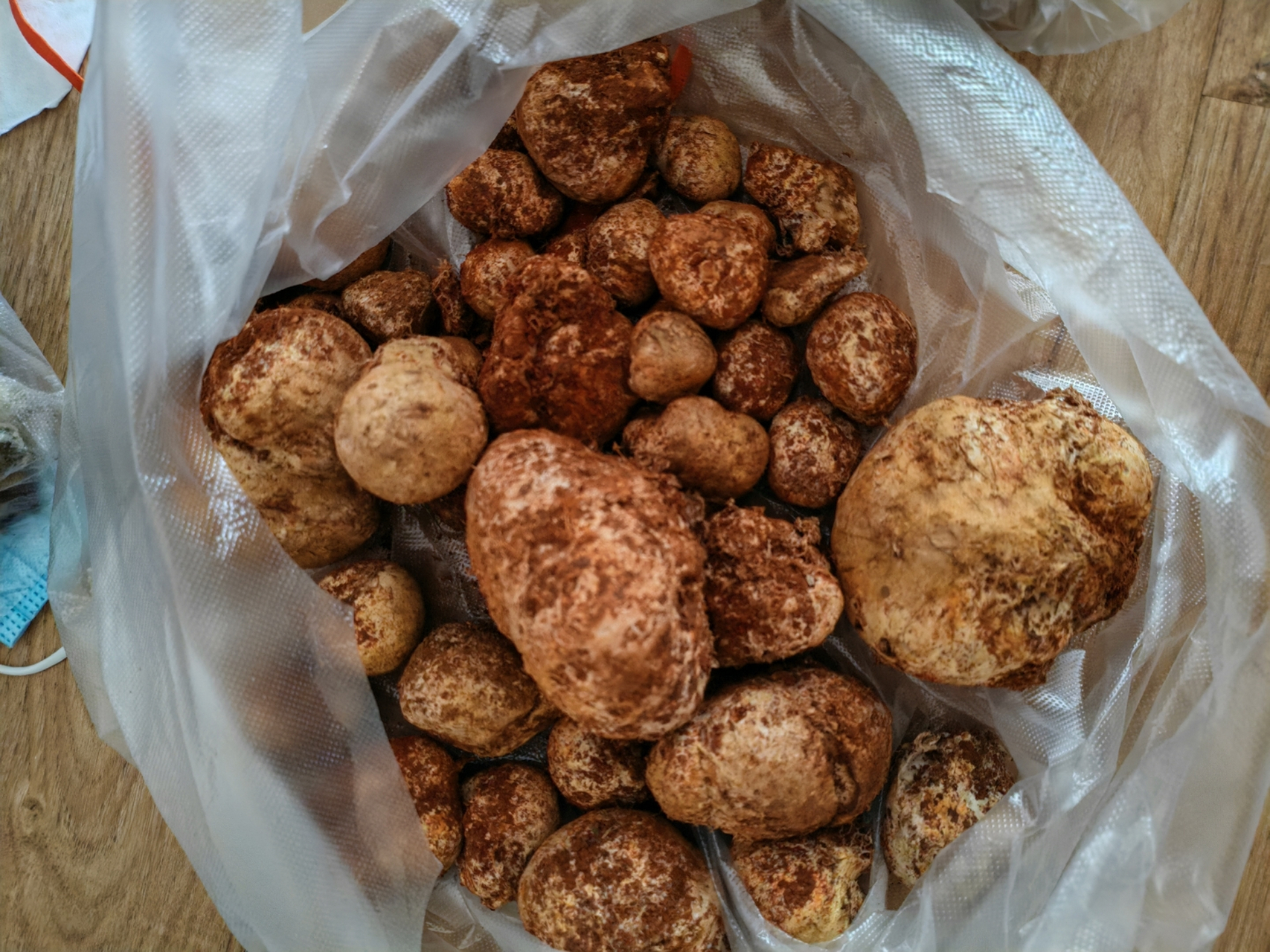 马屁泡菌子来啦,这不仅仅是菌子,简直是自然的调皮小精灵0269