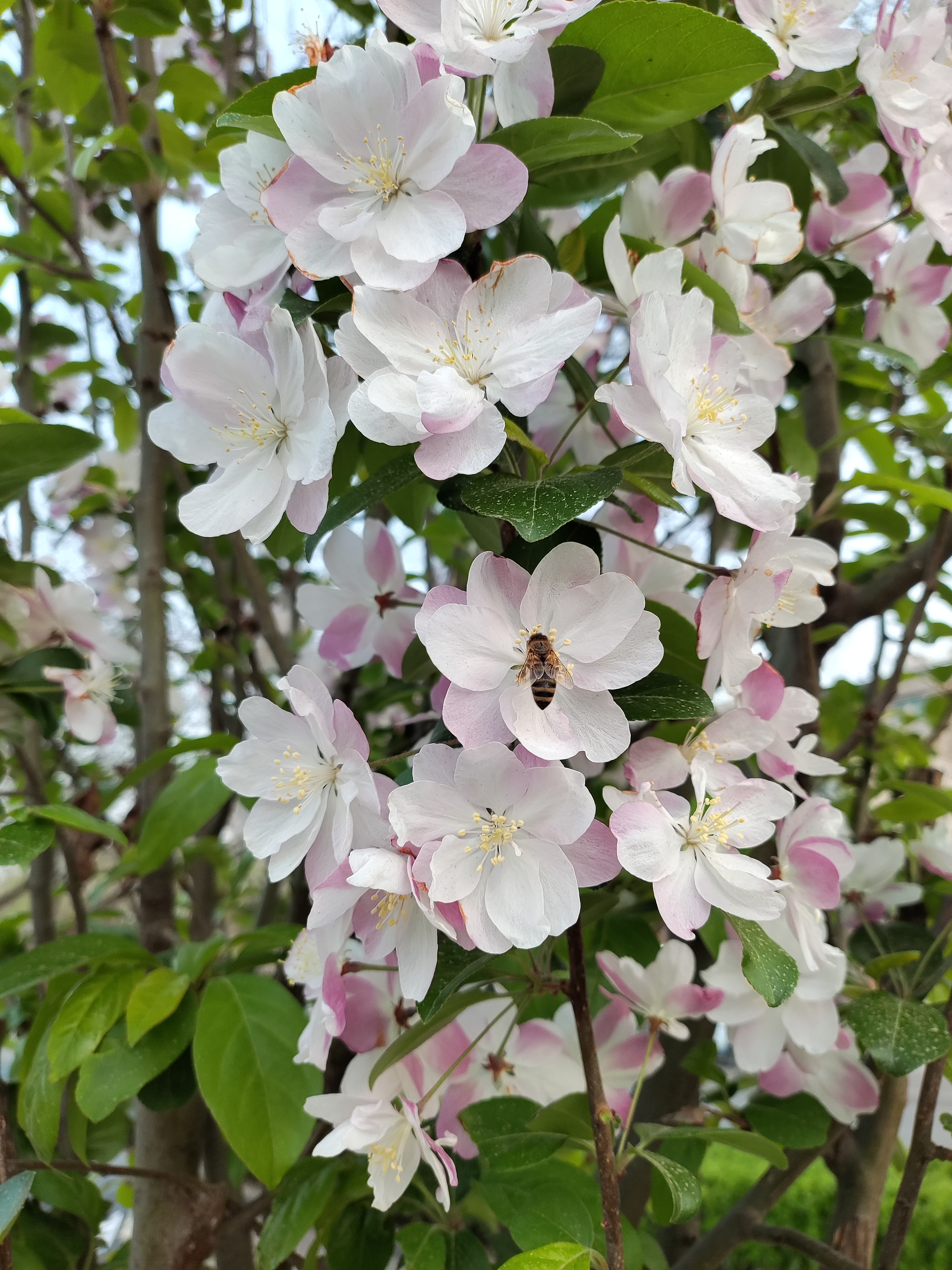 海棠花烂漫图片