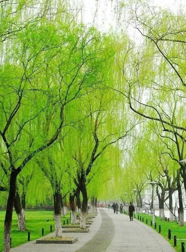 春柳依依 不知细叶谁裁出, 二月春风似剪刀.