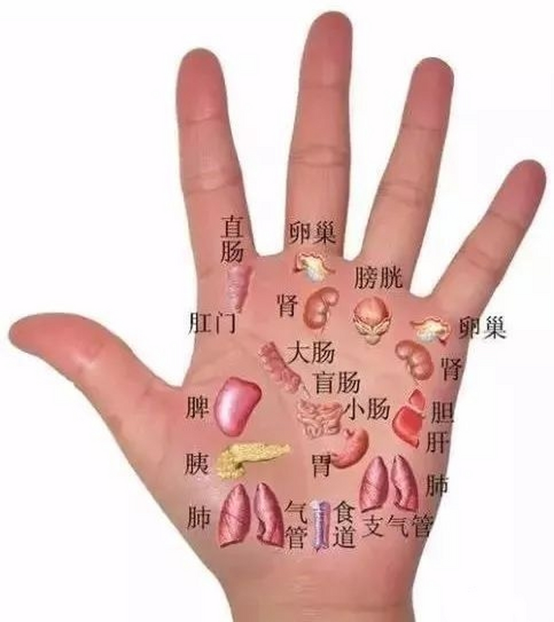手是脏腑的嘴巴,中医提醒:脾胃不好,找左手,肝脏不