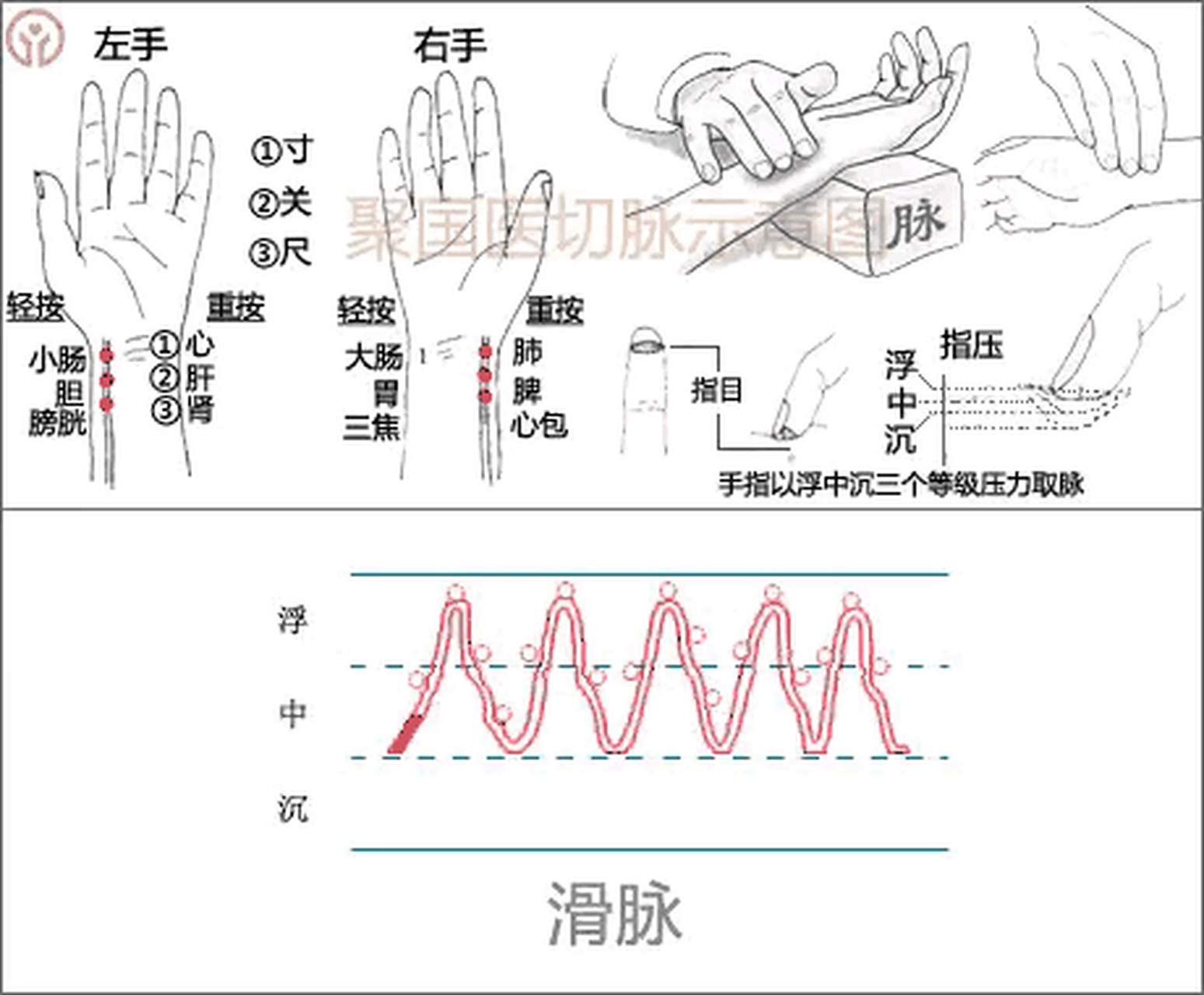 中医神秘的二十八脉脉象详解,博大精深的中医"脉诊,看完本文或许你也