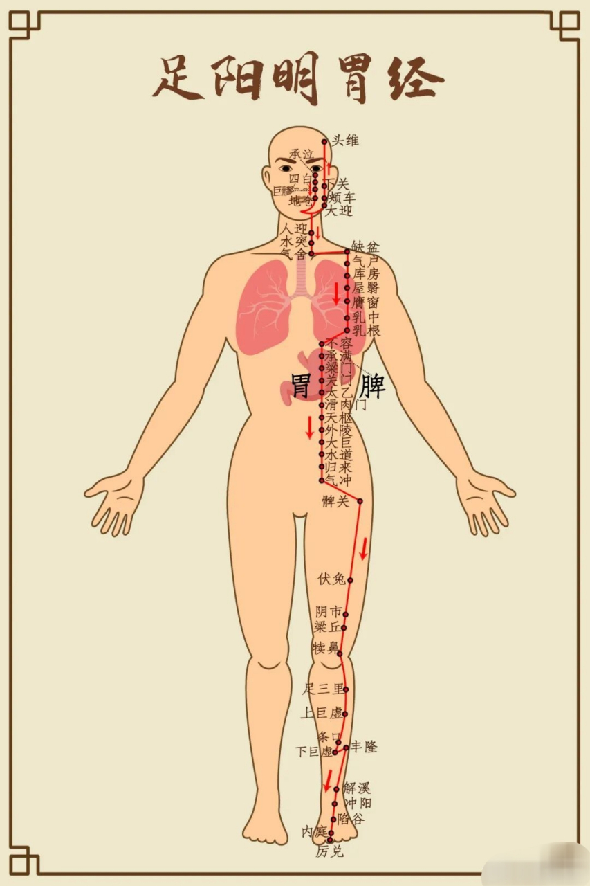 胃经走向经络图图片
